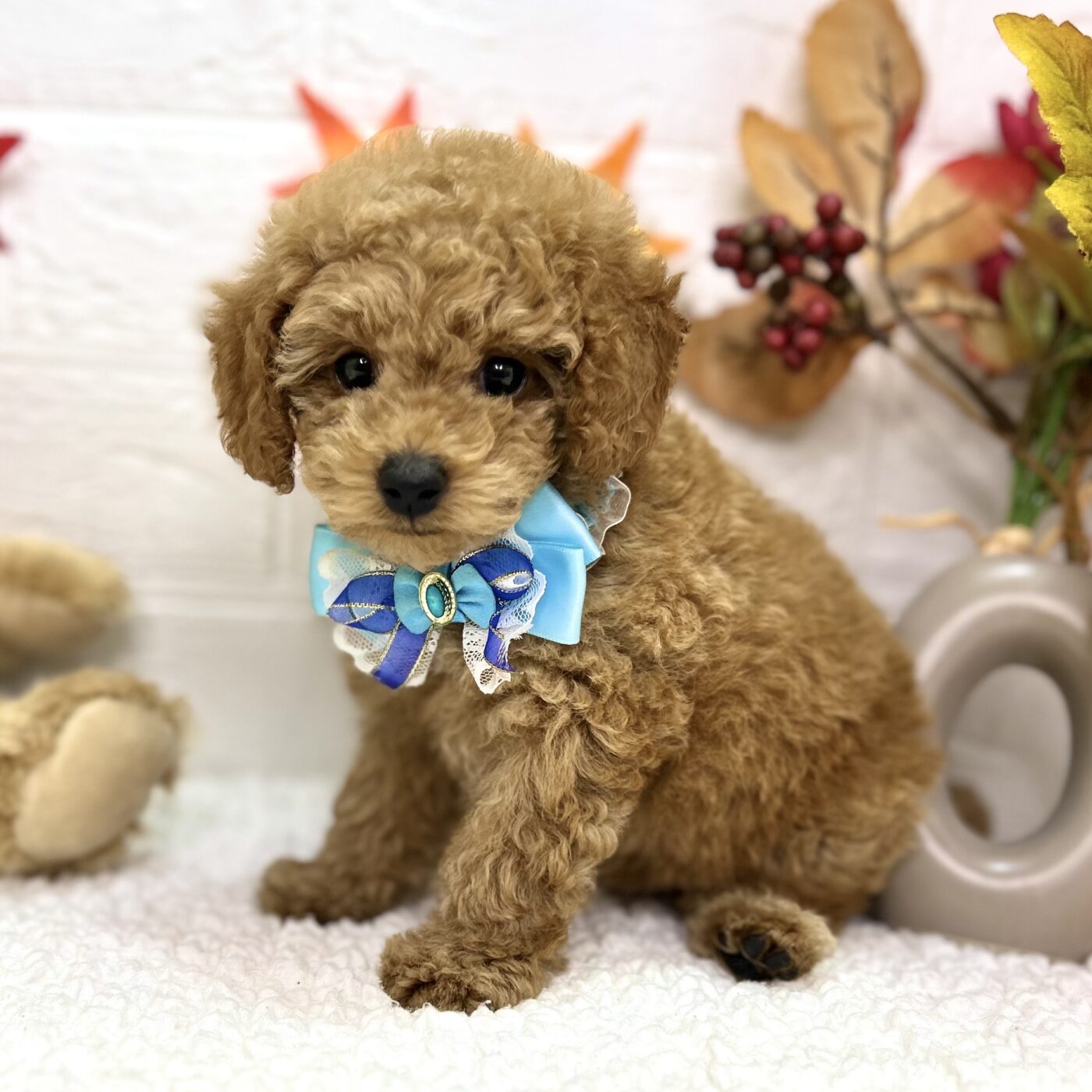 大阪府のトイプードル(トイ) (ペッツワン東大阪店/2025年9月4日生まれ/男の子/オレンジフォーン)の子犬の2枚目の画像