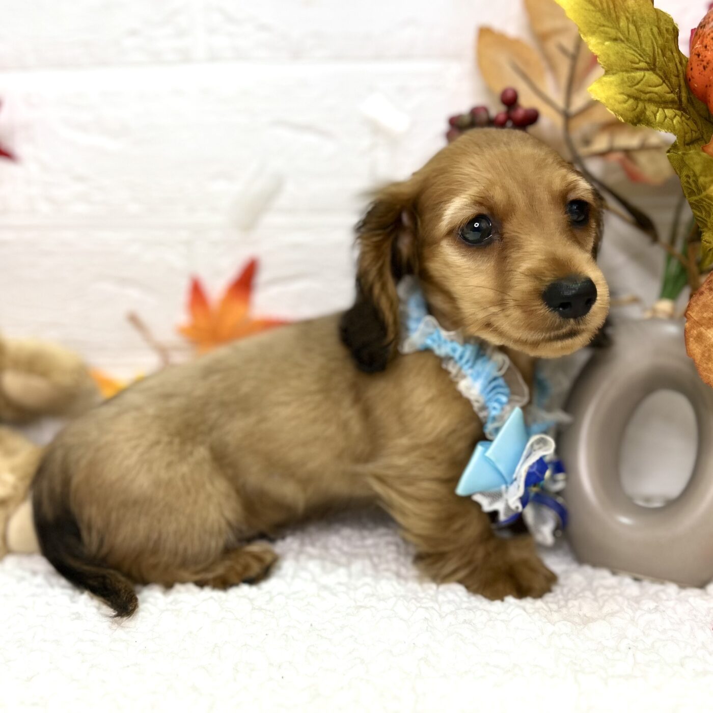 大阪府のミニチュアダックスフンド(ロング) (ペッツワン東大阪店/2025年9月3日生まれ/男の子/レッド)の子犬の1枚目の画像