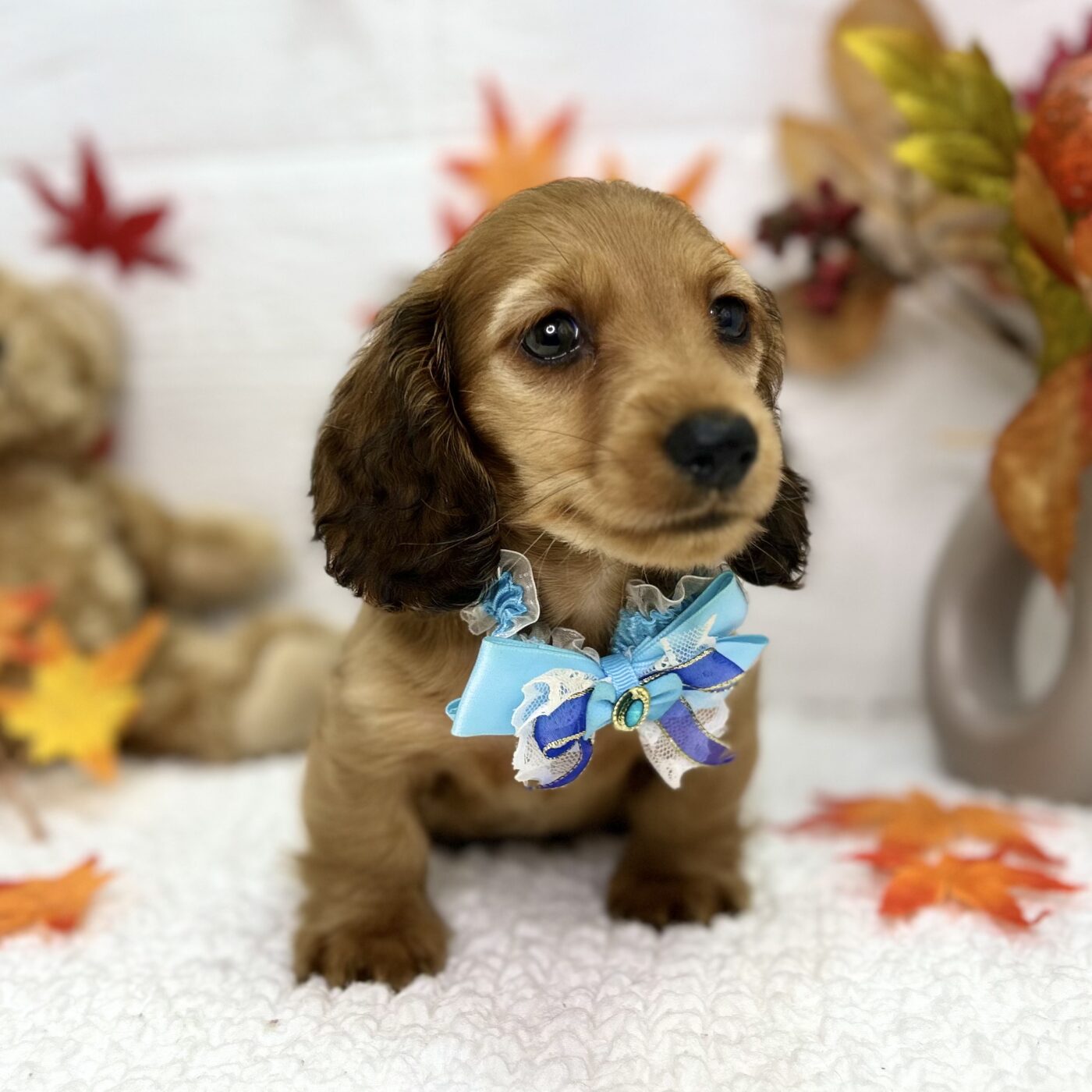 大阪府のミニチュアダックスフンド(ロング) (ペッツワン東大阪店/2025年9月3日生まれ/男の子/レッド)の子犬の2枚目の画像