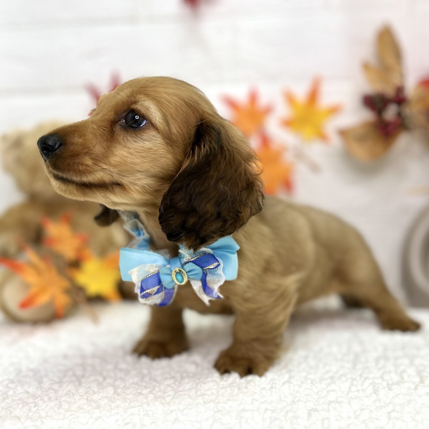 大阪府のミニチュアダックスフンド(ロング) (ペッツワン東大阪店/2025年9月3日生まれ/男の子/レッド)の子犬の3枚目の画像