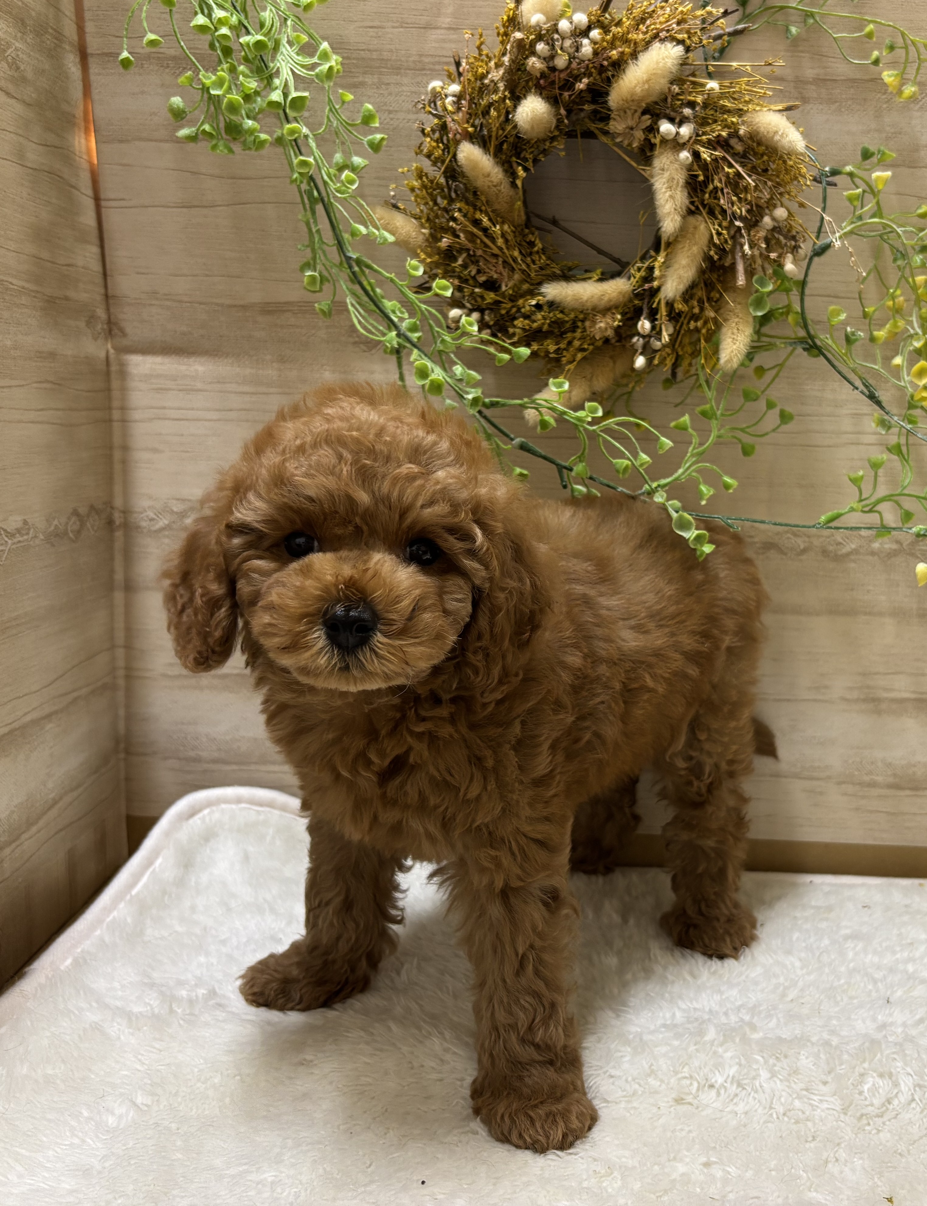 三重県のトイプードル(トイ) (ペッツワンみえ川越インター店/2025年9月6日生まれ/女の子/レッド)の子犬