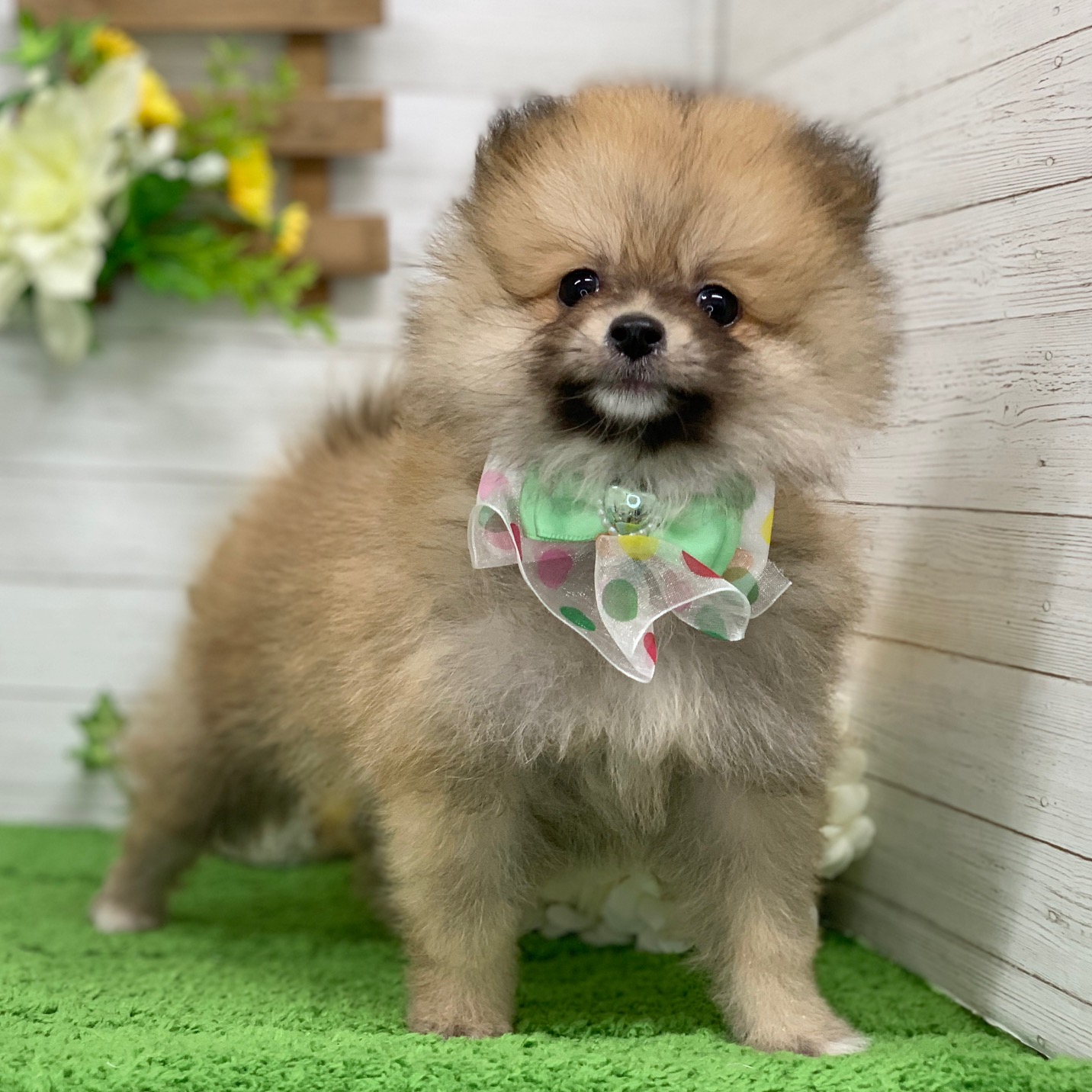 兵庫県のポメラニアン (ペッツワン神戸ひよどり台店/2025年9月3日生まれ/男の子/オレンジ)の子犬の3枚目の画像