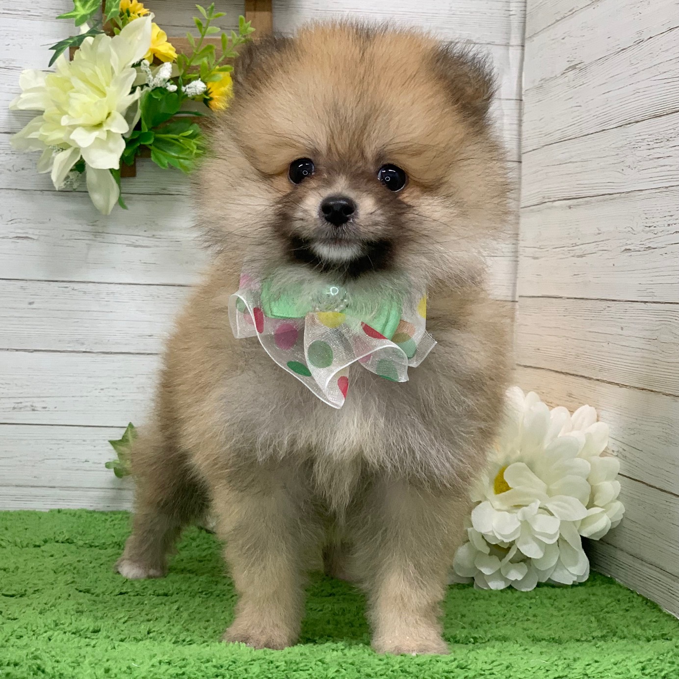 兵庫県のポメラニアン (ペッツワン神戸ひよどり台店/2025年9月3日生まれ/男の子/オレンジ)の子犬の1枚目の画像