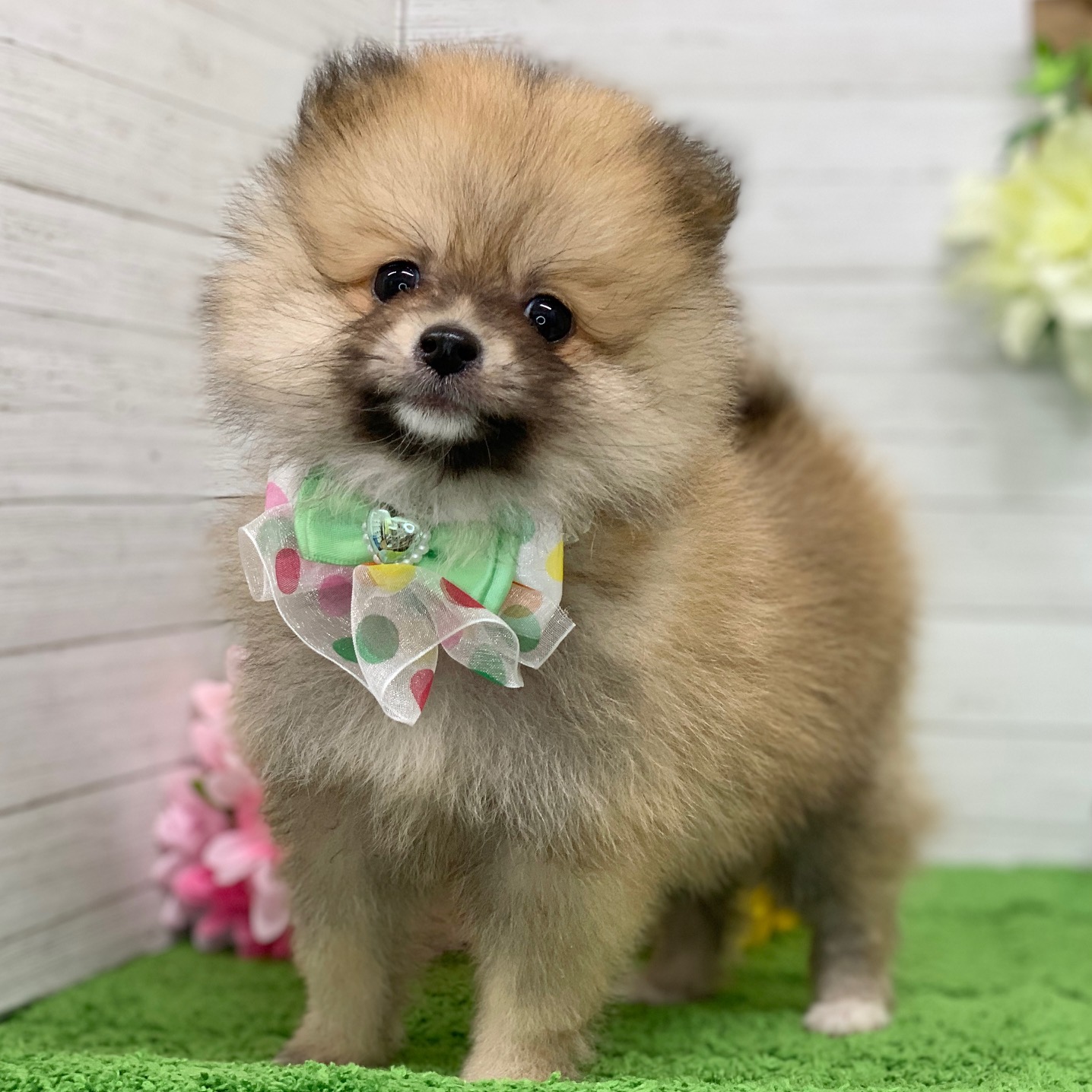 兵庫県のポメラニアン (ペッツワン神戸ひよどり台店/2025年9月3日生まれ/男の子/オレンジ)の子犬の2枚目の画像