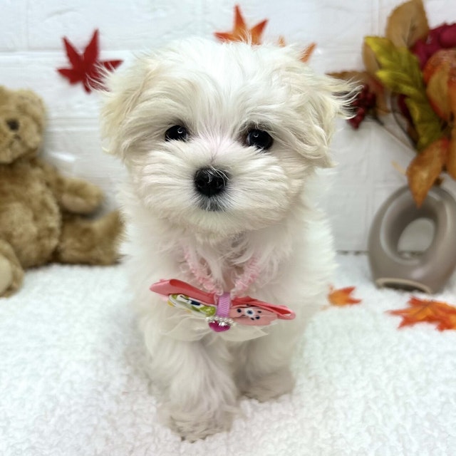 イヌ - 東大阪店 | ペッツワン