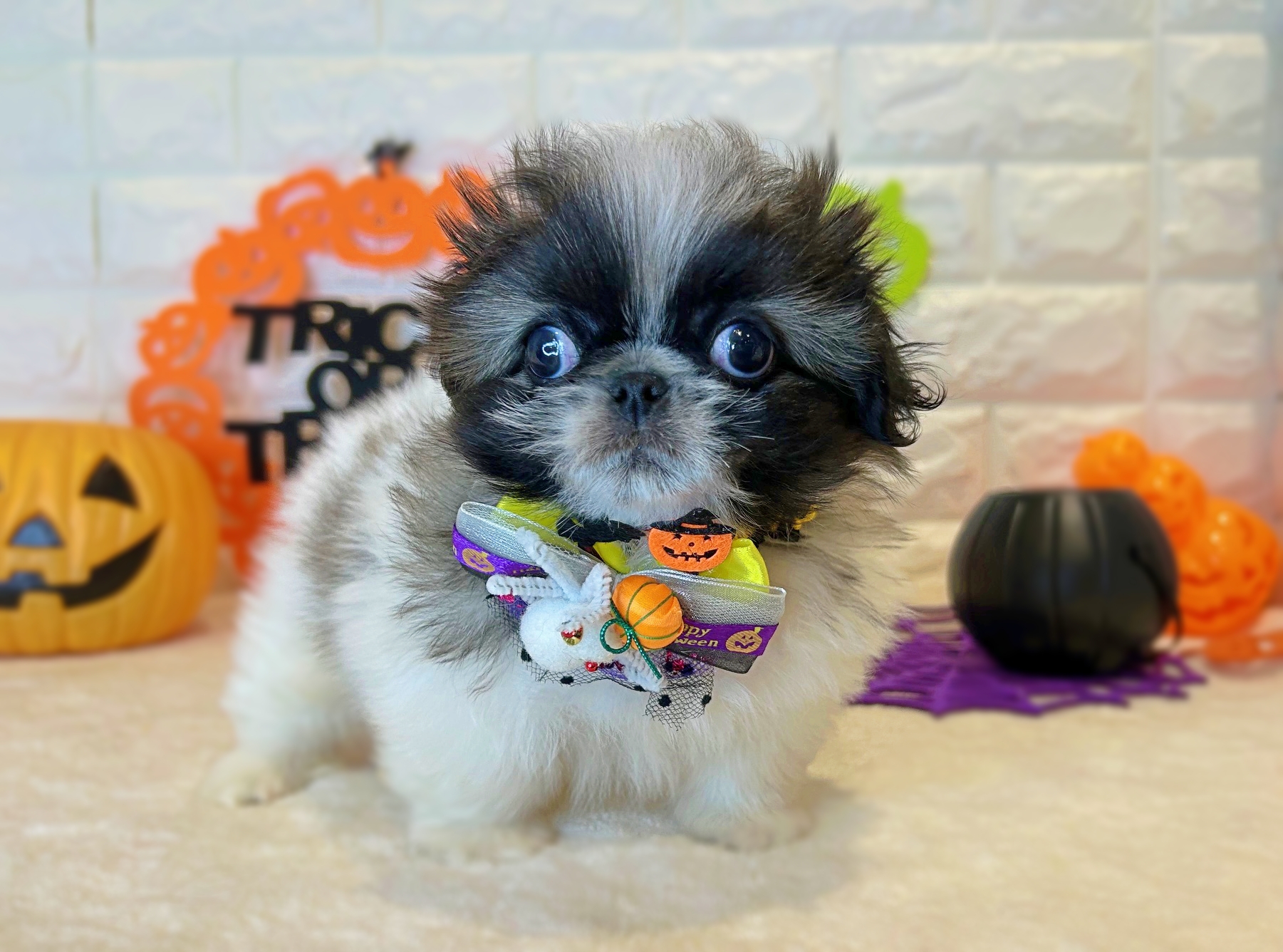 京都府のペキニーズ (ペッツワン亀岡店/2025年8月26日生まれ/男の子/パーティーカラー)の子犬の2枚目の画像