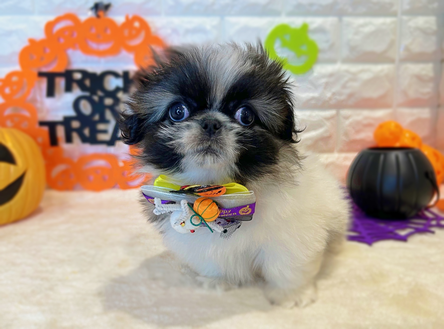 京都府のペキニーズ (ペッツワン亀岡店/2025年8月26日生まれ/男の子/パーティーカラー)の子犬の3枚目の画像