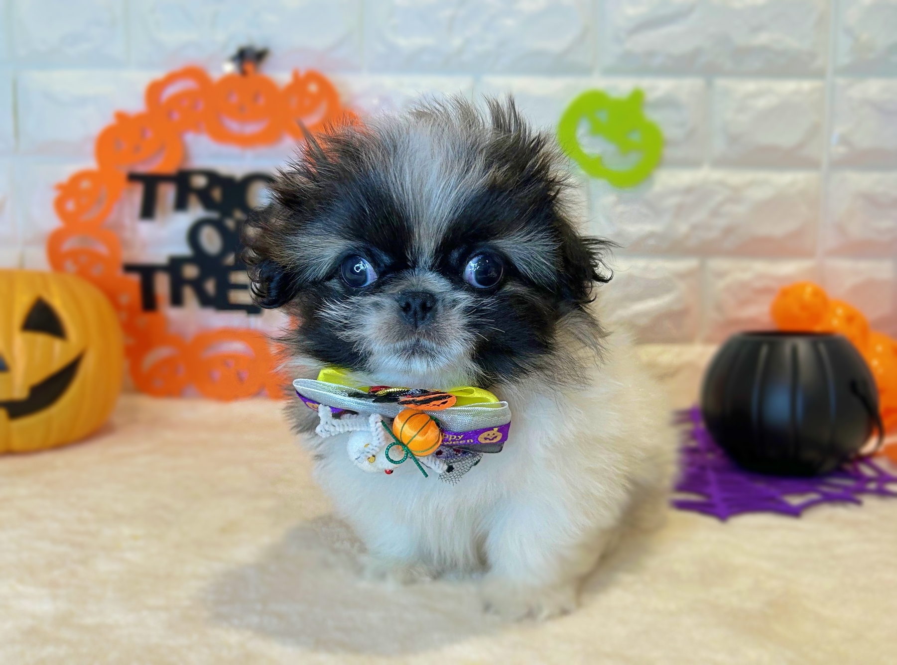 京都府のペキニーズ (ペッツワン亀岡店/2025年8月26日生まれ/男の子/パーティーカラー)の子犬の1枚目の画像