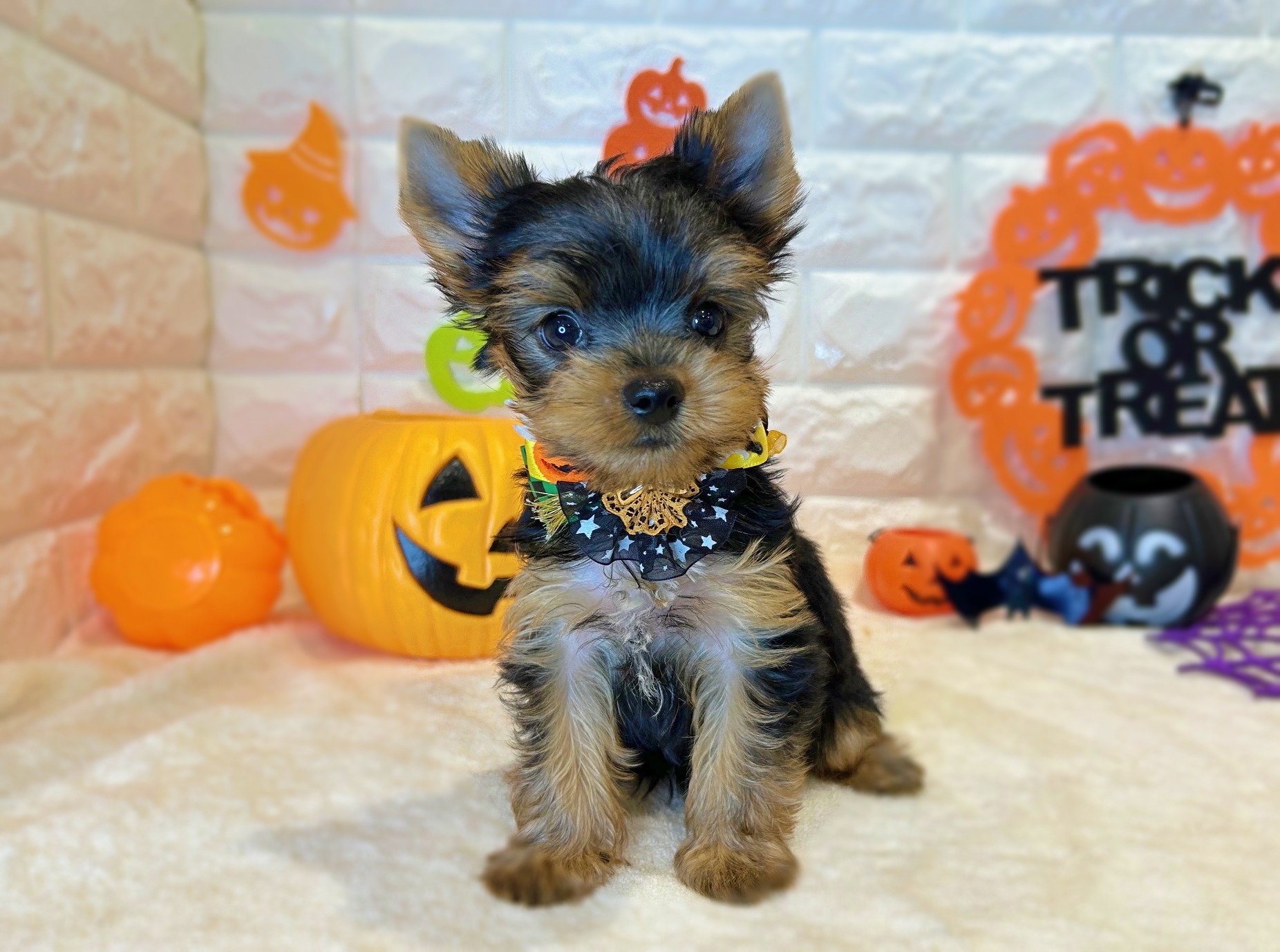 京都府のヨークシャーテリア (ペッツワン亀岡店/2025年8月17日生まれ/男の子/スチールブルータン)の子犬の1枚目の画像