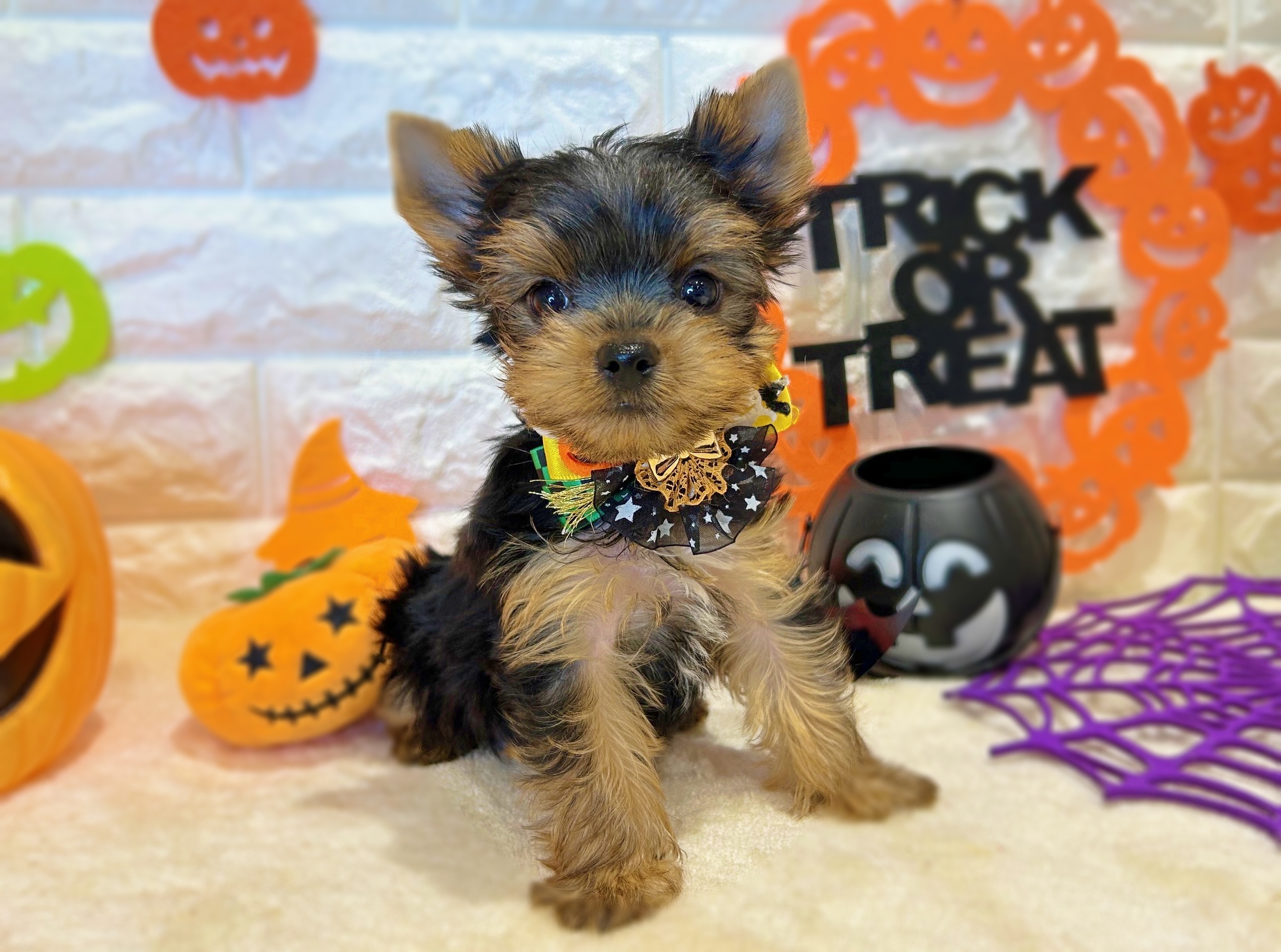 京都府のヨークシャーテリア (ペッツワン亀岡店/2025年8月17日生まれ/男の子/スチールブルータン)の子犬の3枚目の画像