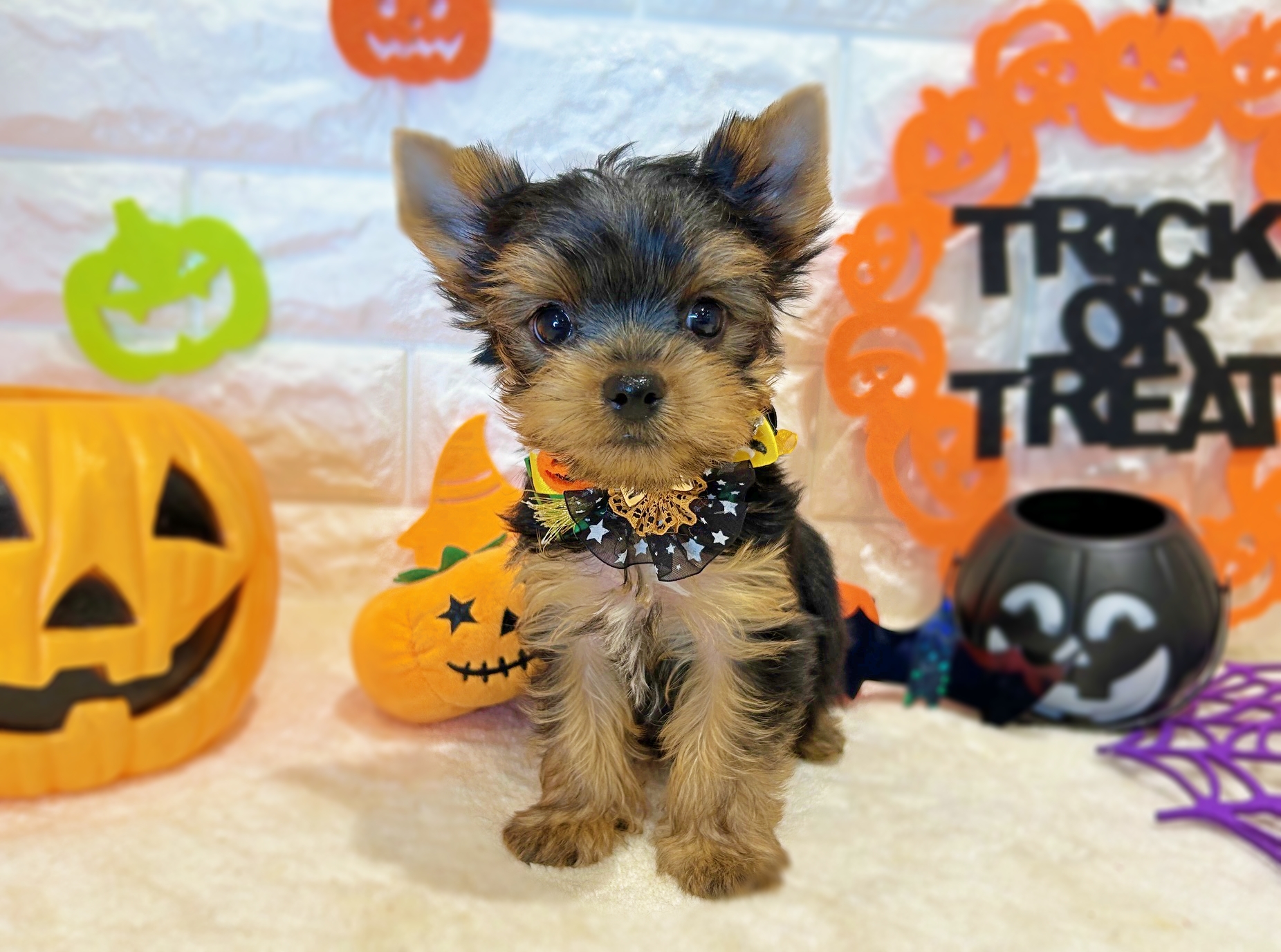 京都府のヨークシャーテリア (ペッツワン亀岡店/2025年8月17日生まれ/男の子/スチールブルータン)の子犬の2枚目の画像