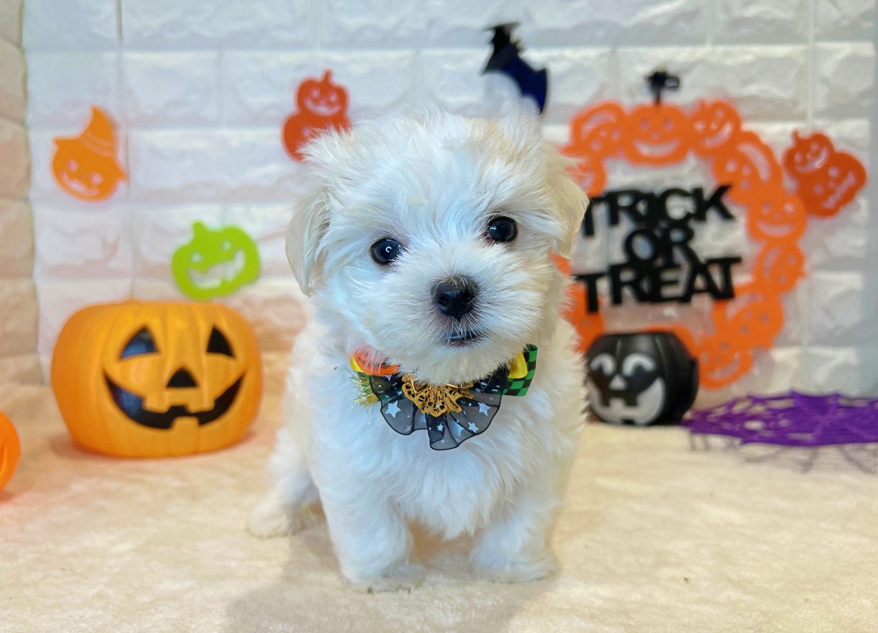 京都府のマルチーズ (ペッツワン亀岡店/2025年8月20日生まれ/男の子/ホワイト)の子犬の2枚目の画像