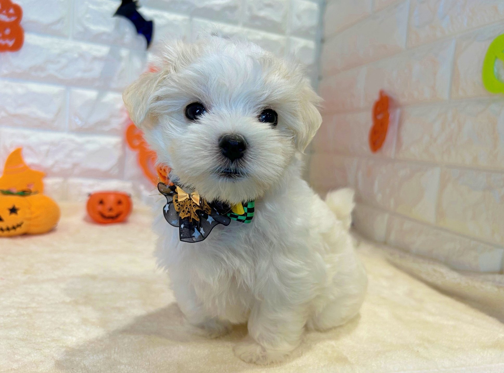 京都府のマルチーズ (ペッツワン亀岡店/2025年8月20日生まれ/男の子/ホワイト)の子犬の1枚目の画像