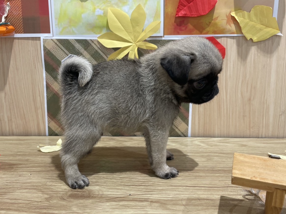 福島県のパグ (ペッツワン会津若松店/2025年9月4日生まれ/男の子/フォーン)の子犬の3枚目の画像