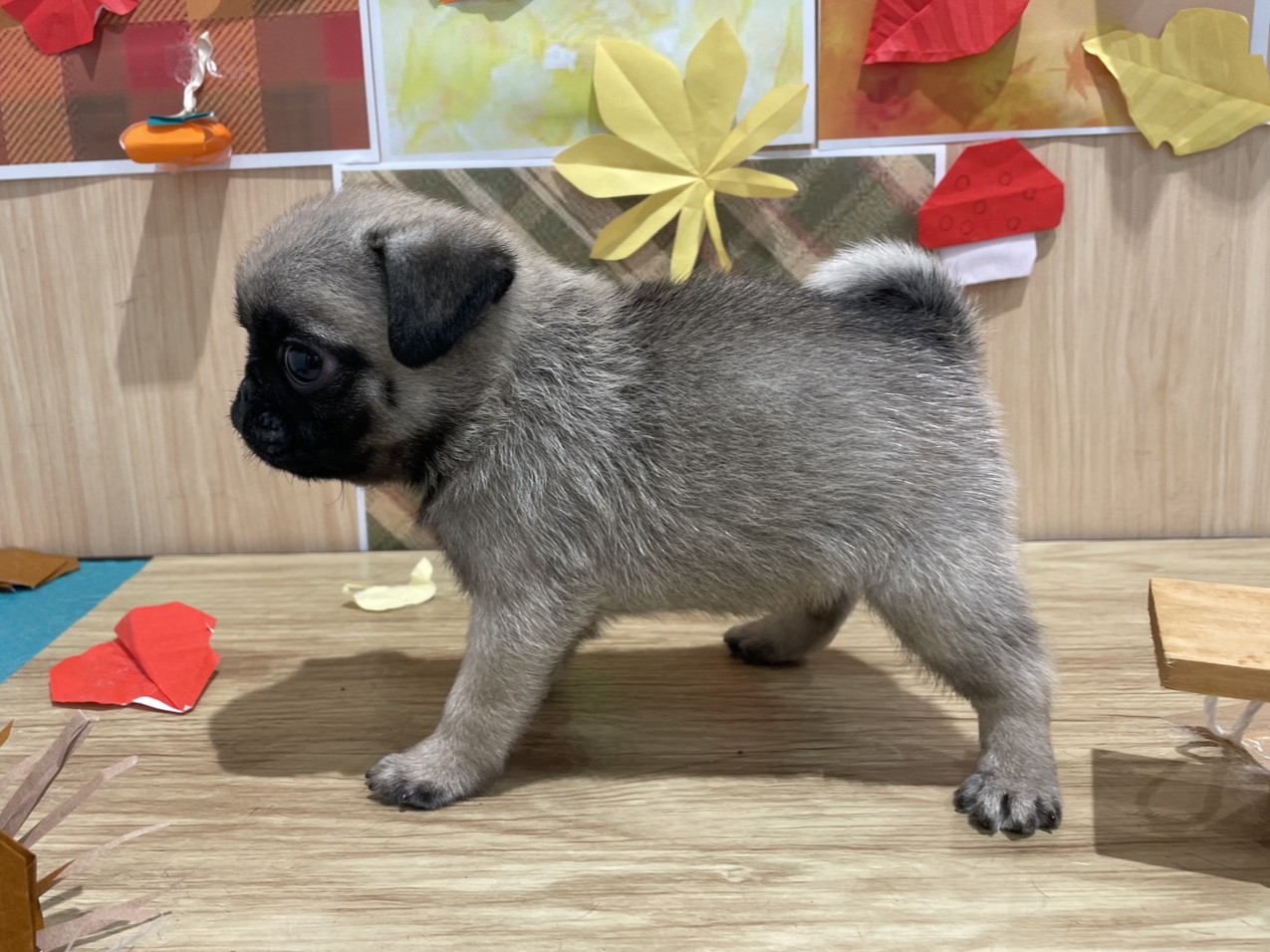 福島県のパグ (ペッツワン会津若松店/2025年9月4日生まれ/男の子/フォーン)の子犬の2枚目の画像