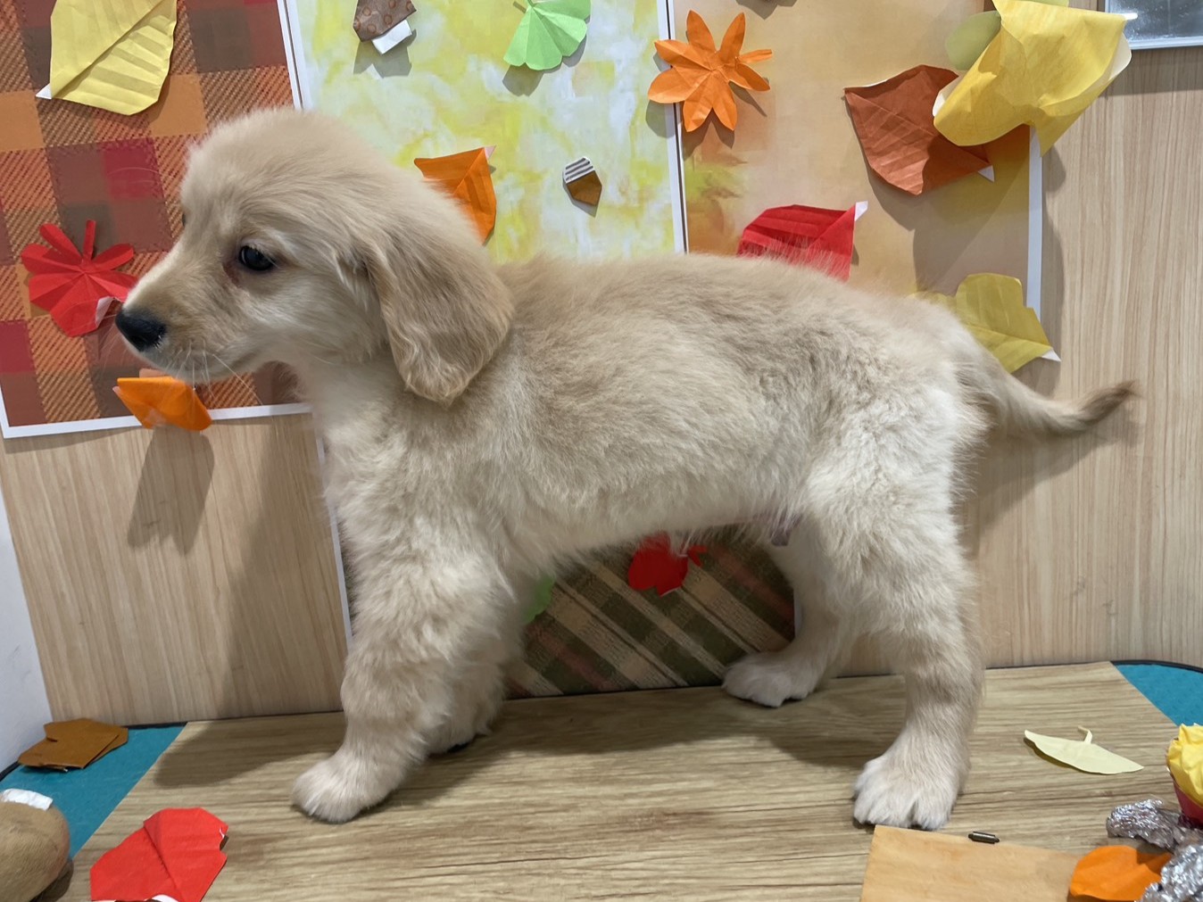 福島県のゴールデンレトリバー (ペッツワン会津若松店/2025年9月5日生まれ/男の子/ゴールデン)の子犬の3枚目の画像