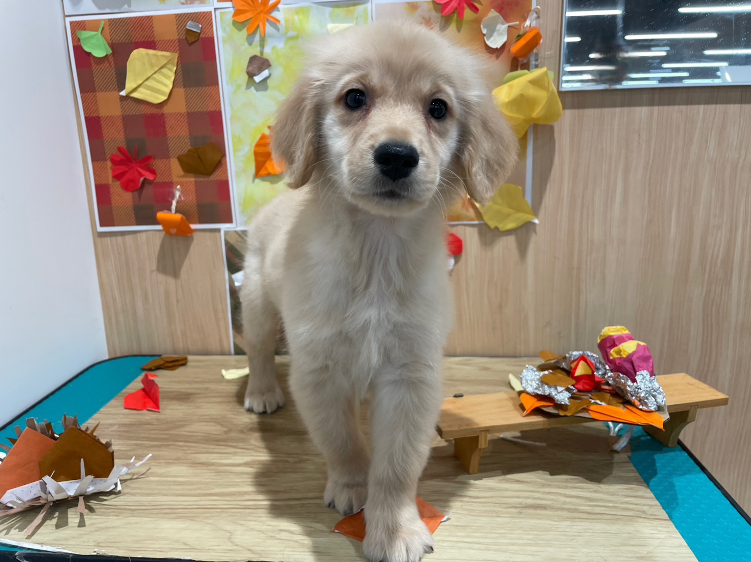 福島県のゴールデンレトリバー (ペッツワン会津若松店/2025年9月5日生まれ/男の子/ゴールデン)の子犬の1枚目の画像