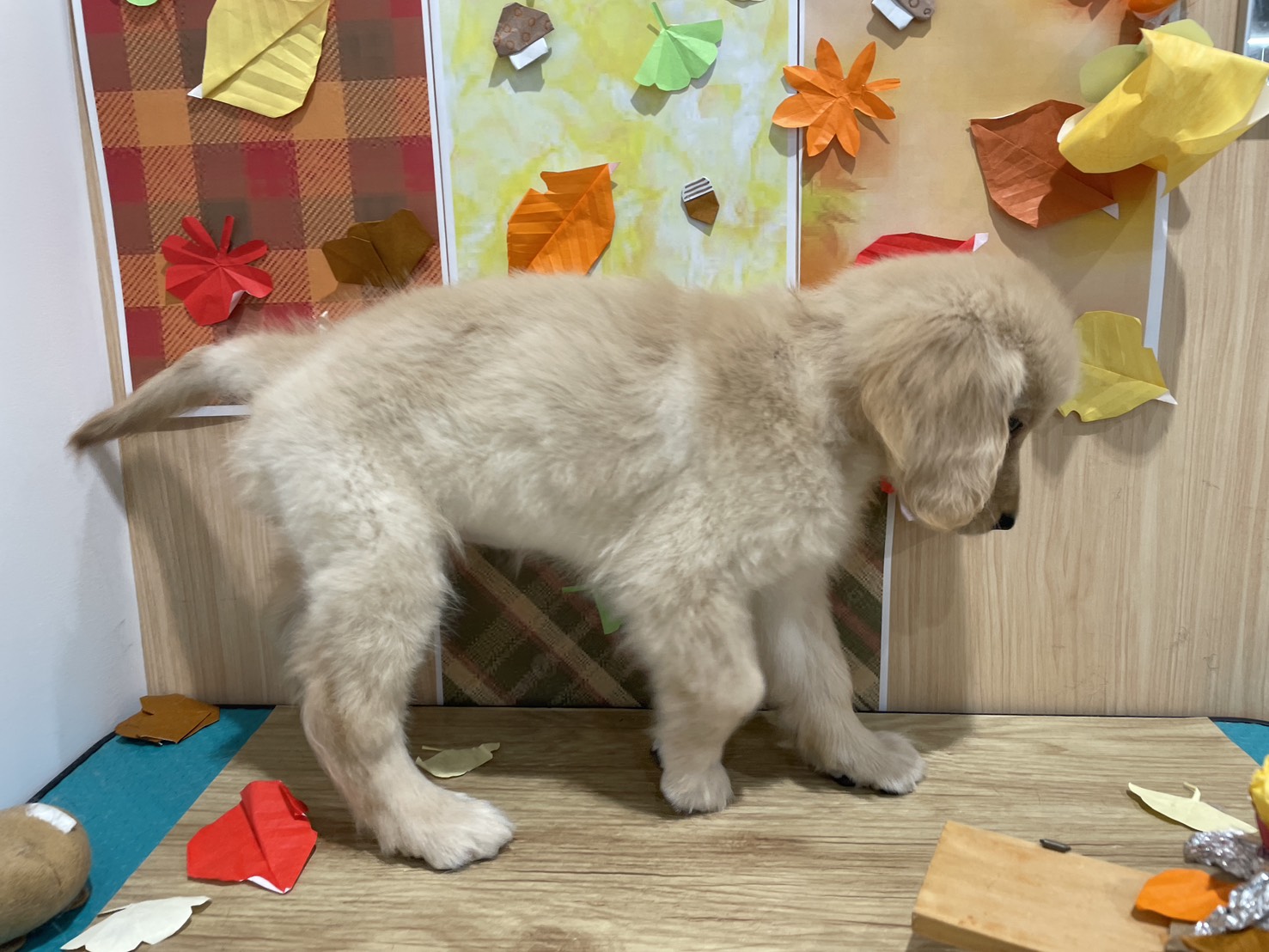 福島県のゴールデンレトリバー (ペッツワン会津若松店/2025年9月5日生まれ/男の子/ゴールデン)の子犬の2枚目の画像