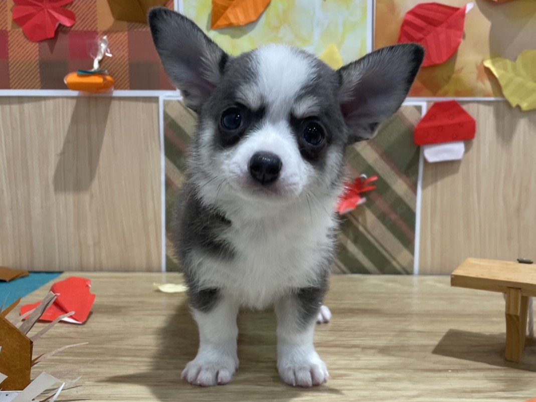 福島県のチワワ(ロング) (ペッツワン会津若松店/2025年9月6日生まれ/男の子/ブルータンホワイト)の子犬の1枚目の画像
