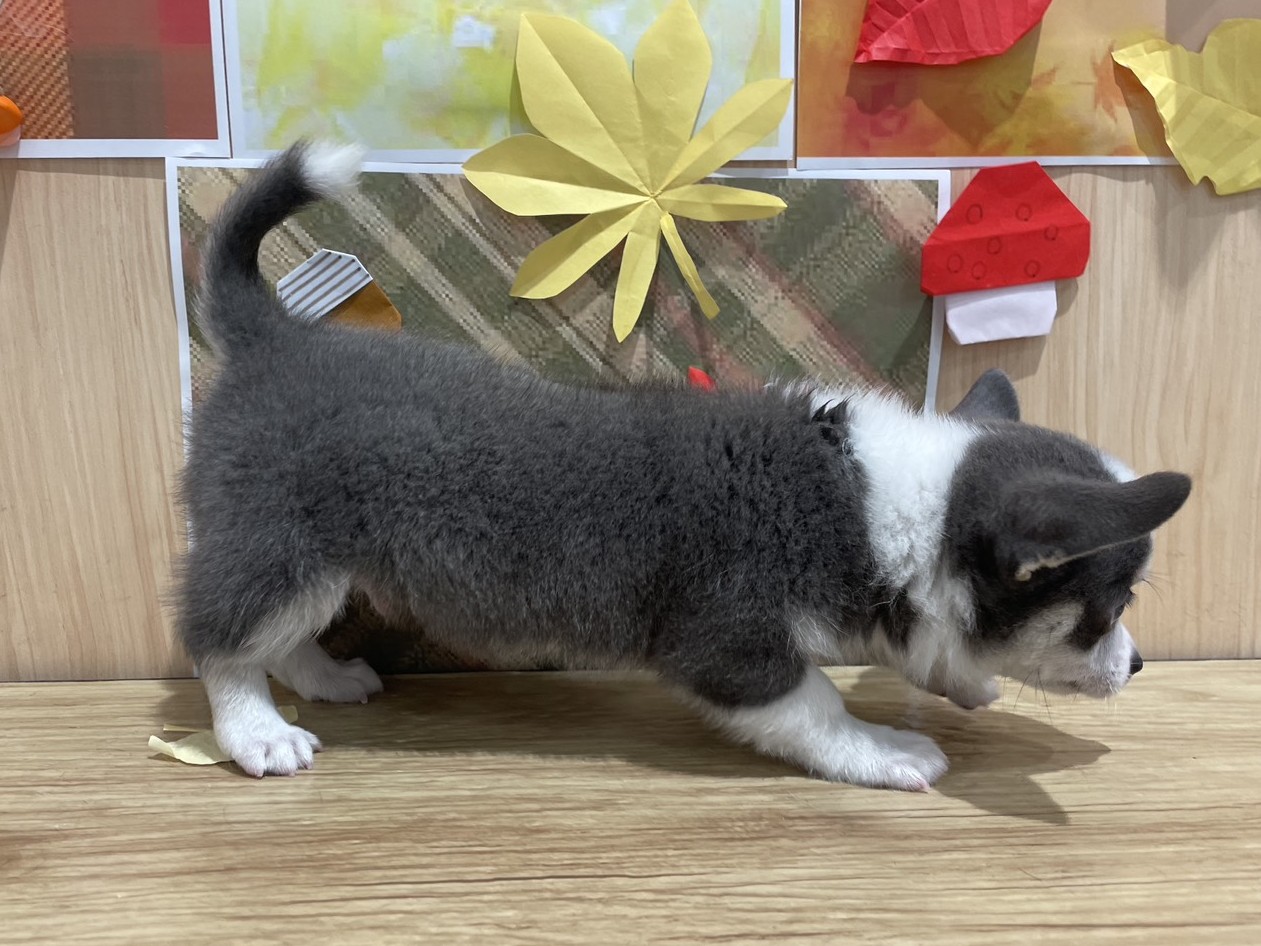 福島県のチワワ(ロング) (ペッツワン会津若松店/2025年9月6日生まれ/男の子/ブルータンホワイト)の子犬の3枚目の画像