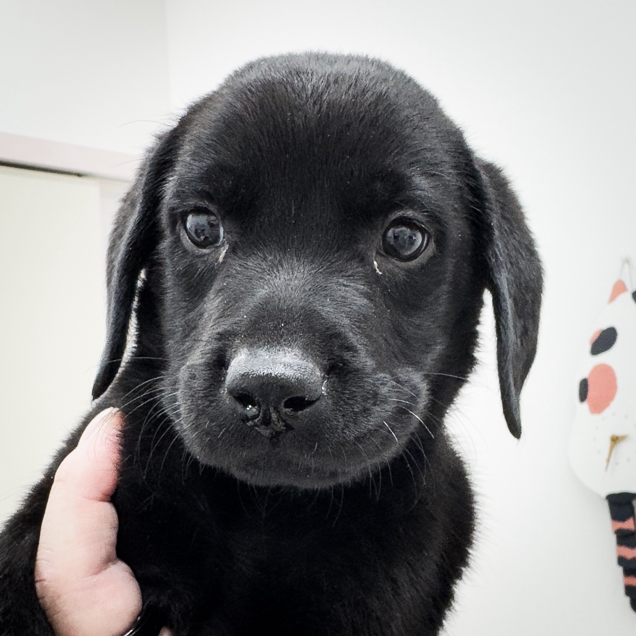 千葉県のラブラドールレトリーバー (ペッツワン八街店/2025年8月30日生まれ/男の子/ブラック)の子犬
