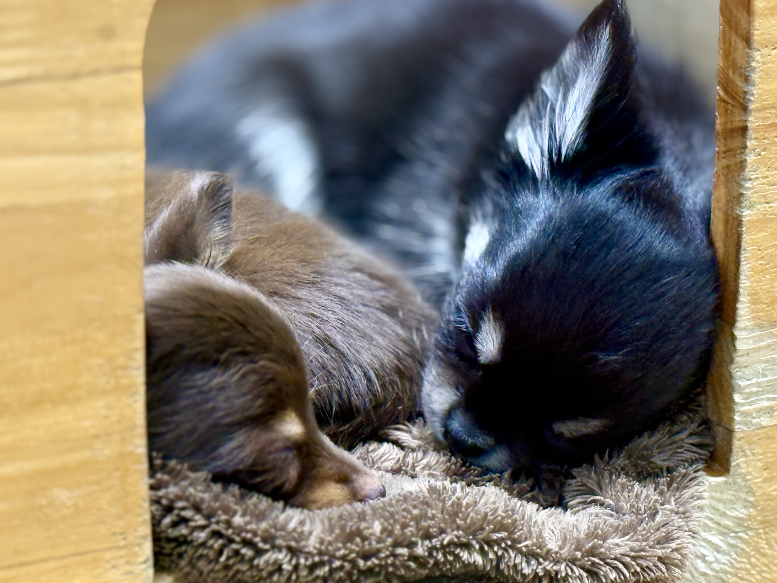 愛知県のチワワ(ロング) (ペッツワン名古屋堀田店/2025年8月30日生まれ/男の子/ブラッククリーム)の子犬の2枚目の画像