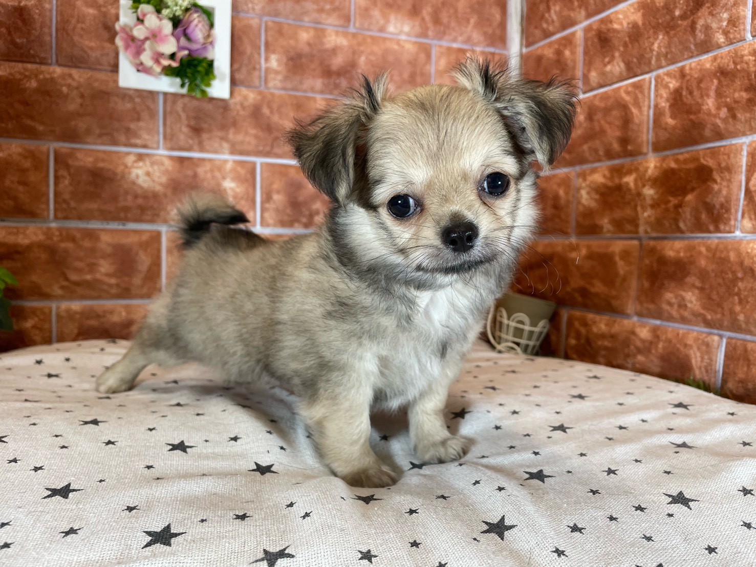 栃木県のチワワ(ロング) (ペッツワン今市店/2025年9月10日生まれ/男の子/フォーン)の子犬の1枚目の画像