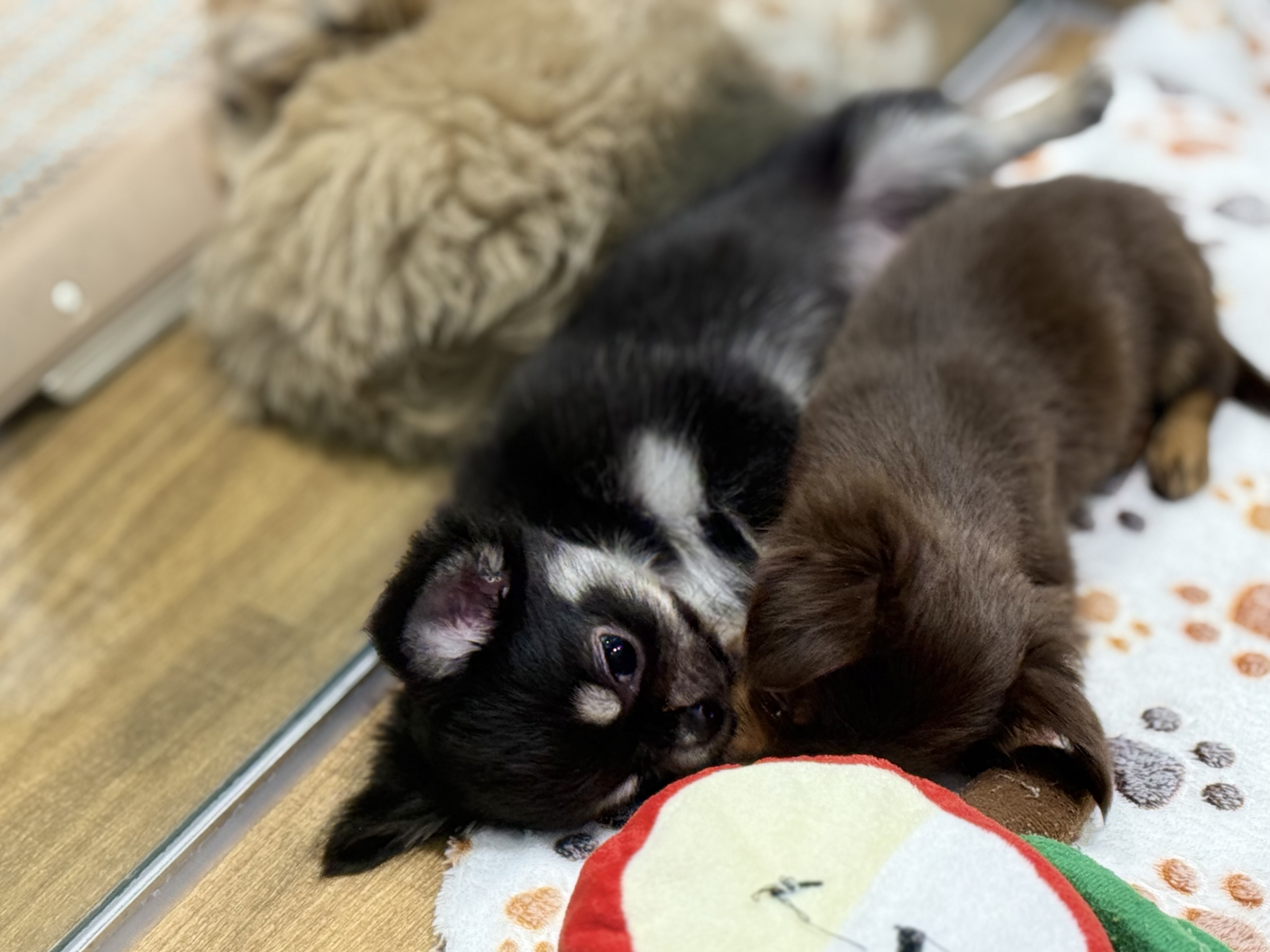 愛知県のチワワ(ロング) (ペッツワン名古屋堀田店/2025年8月30日生まれ/男の子/ブラッククリーム)の子犬の3枚目の画像