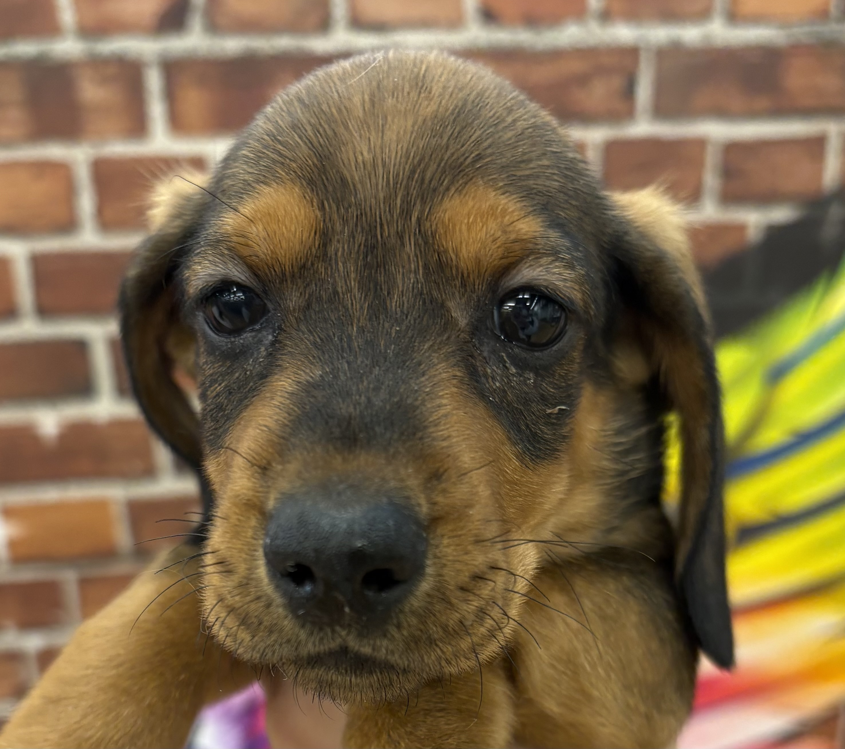 千葉県のスタンダードダックスフンド(ロング) (ペッツワン佐倉店/2025年9月7日生まれ/男の子/レッド)の子犬の1枚目の画像