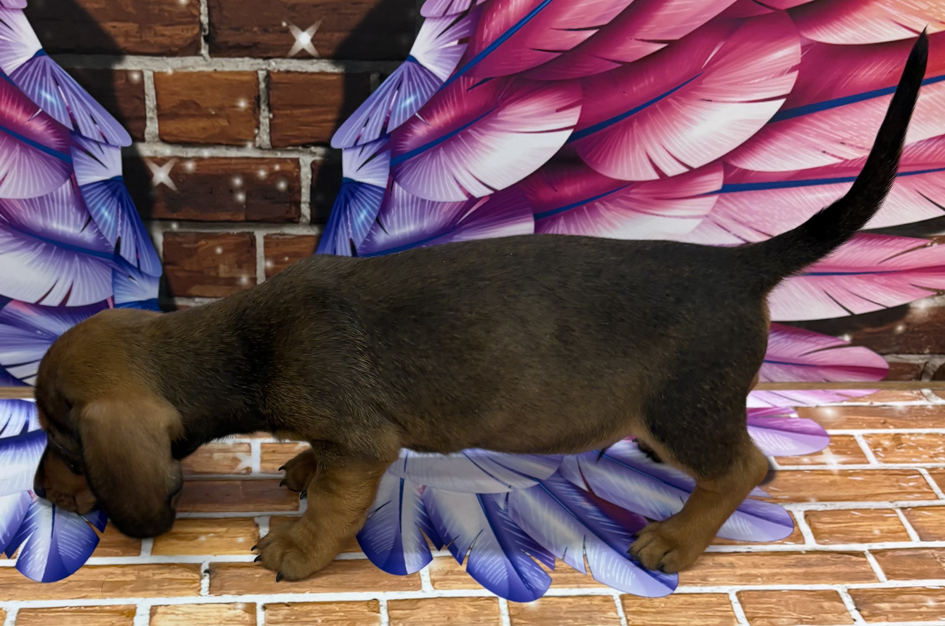 千葉県のスタンダードダックスフンド(ロング) (ペッツワン佐倉店/2025年9月7日生まれ/男の子/レッド)の子犬の2枚目の画像