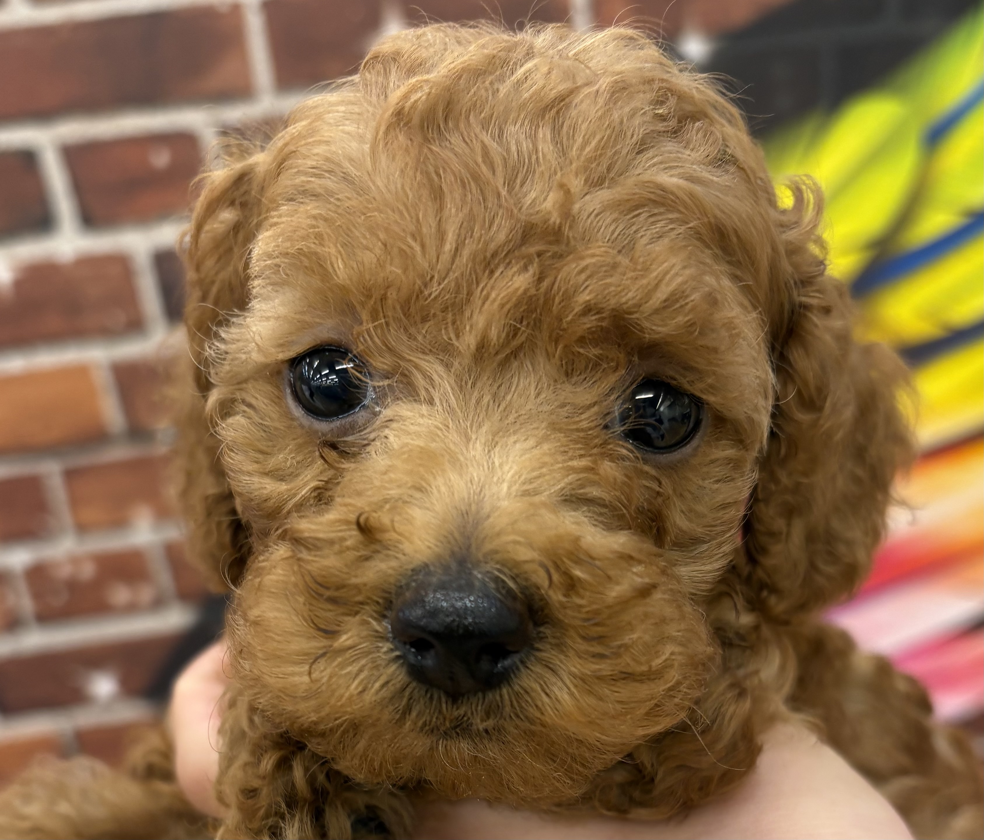 千葉県のトイプードル(トイ) (ペッツワン佐倉店/2025年9月6日生まれ/女の子/レッド)の子犬の1枚目の画像