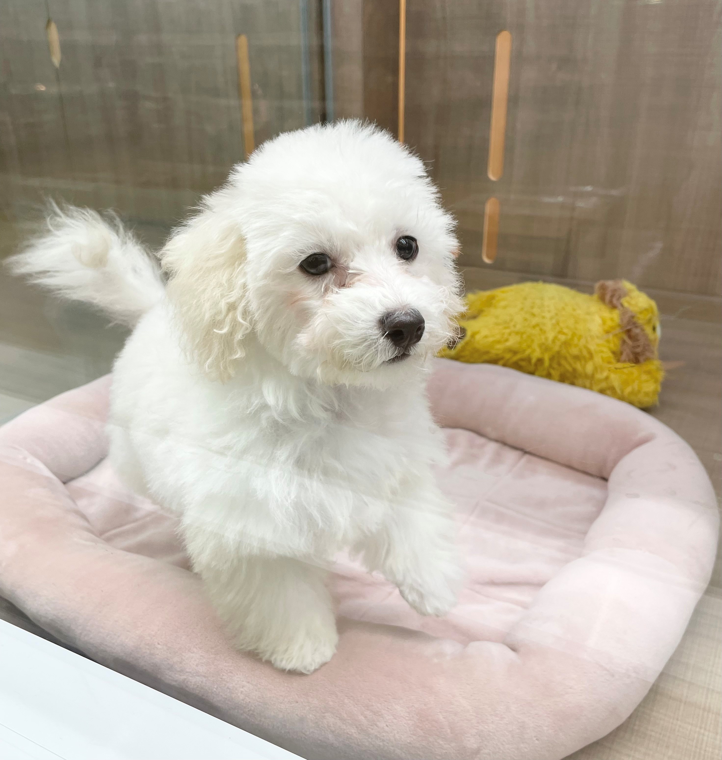 岐阜県のトイプードル(トイ) (ペッツワン可児店/2025年7月19日生まれ/男の子/クリーム)の子犬の3枚目の画像