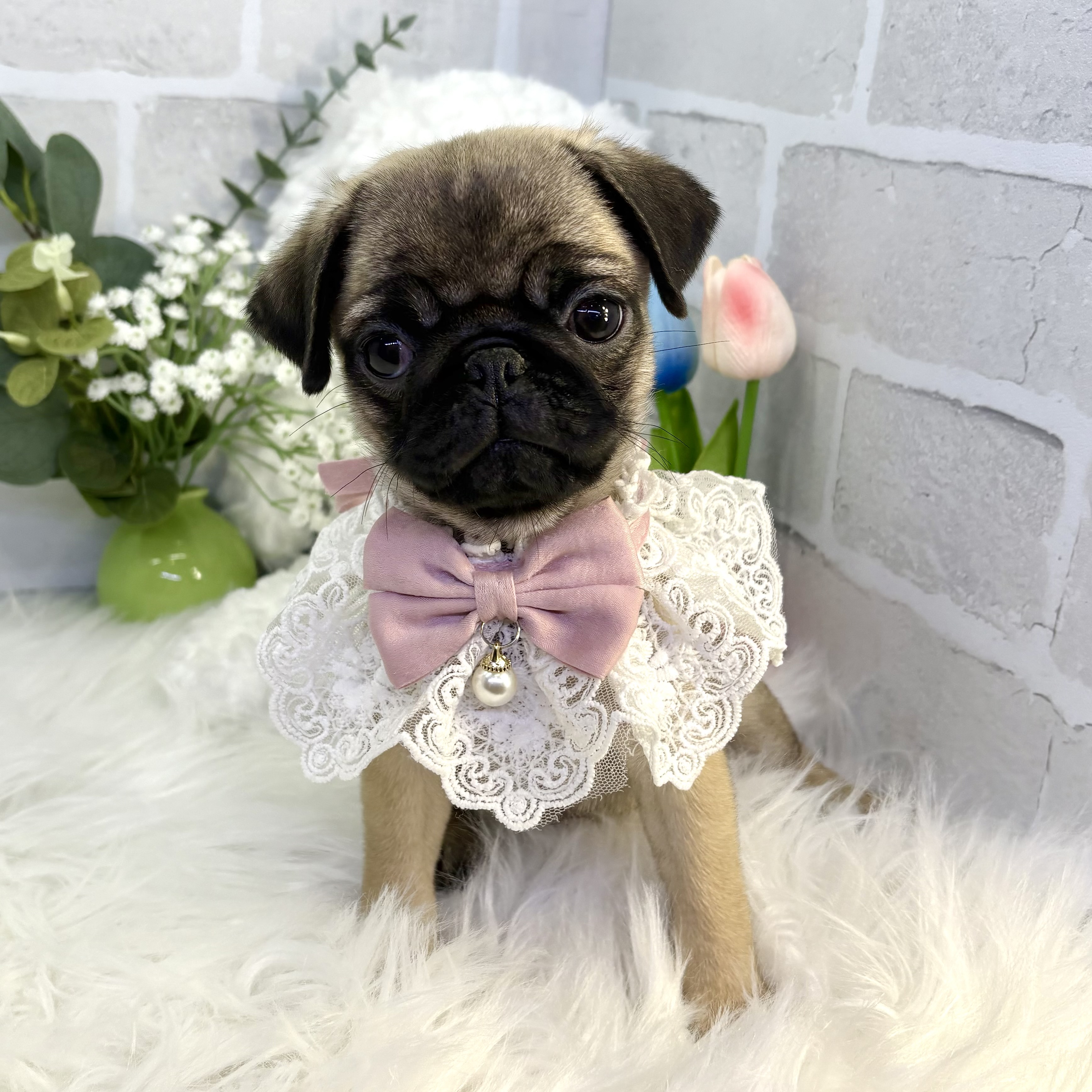 大阪府のパグ (ペッツワン高槻店/2025年8月29日生まれ/女の子/フォーン)の子犬の1枚目の画像