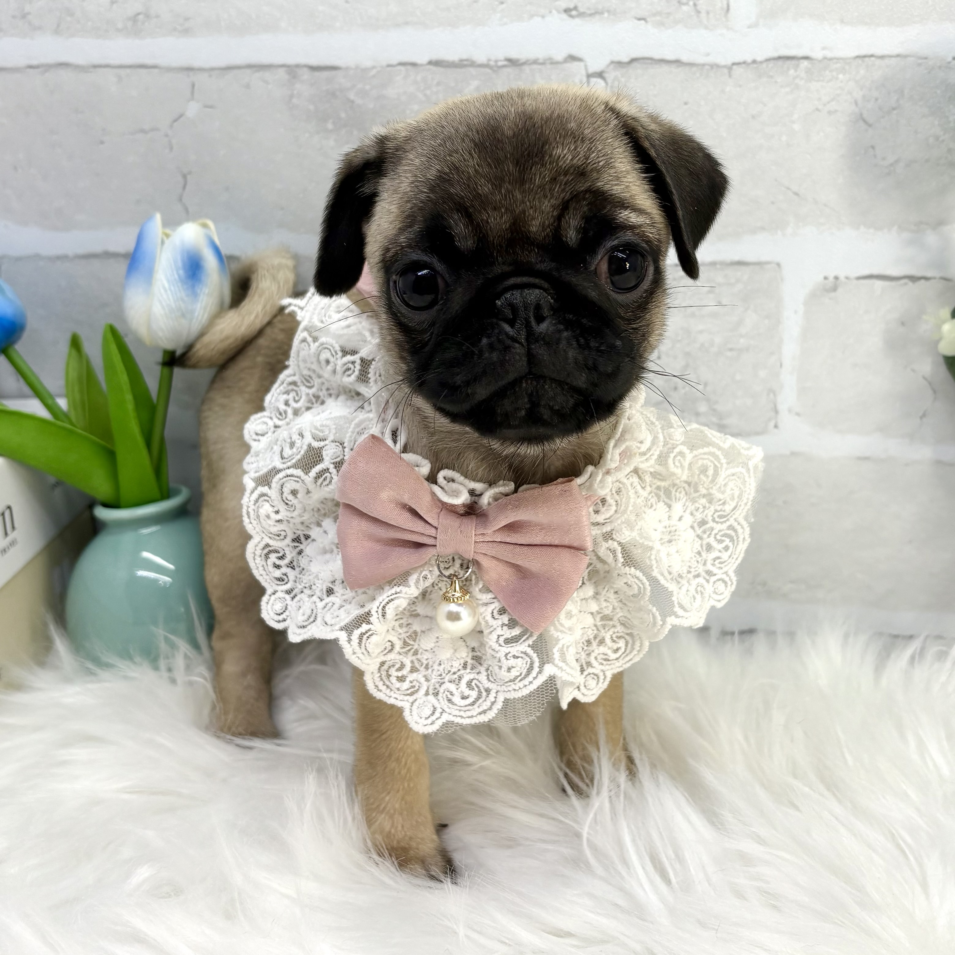 大阪府のパグ (ペッツワン高槻店/2025年8月29日生まれ/女の子/フォーン)の子犬の2枚目の画像