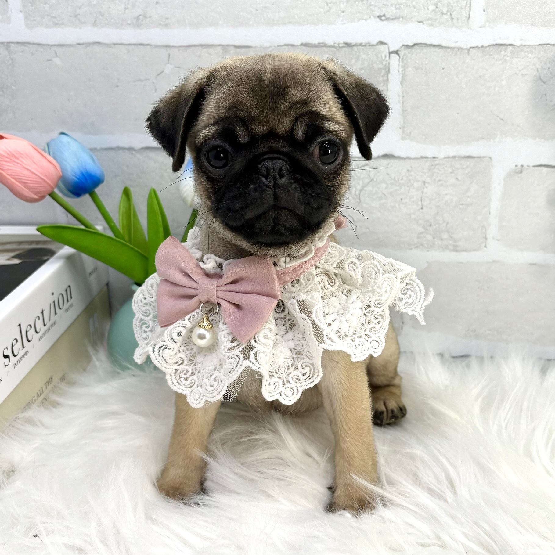 大阪府のパグ (ペッツワン高槻店/2025年8月29日生まれ/女の子/フォーン)の子犬の3枚目の画像