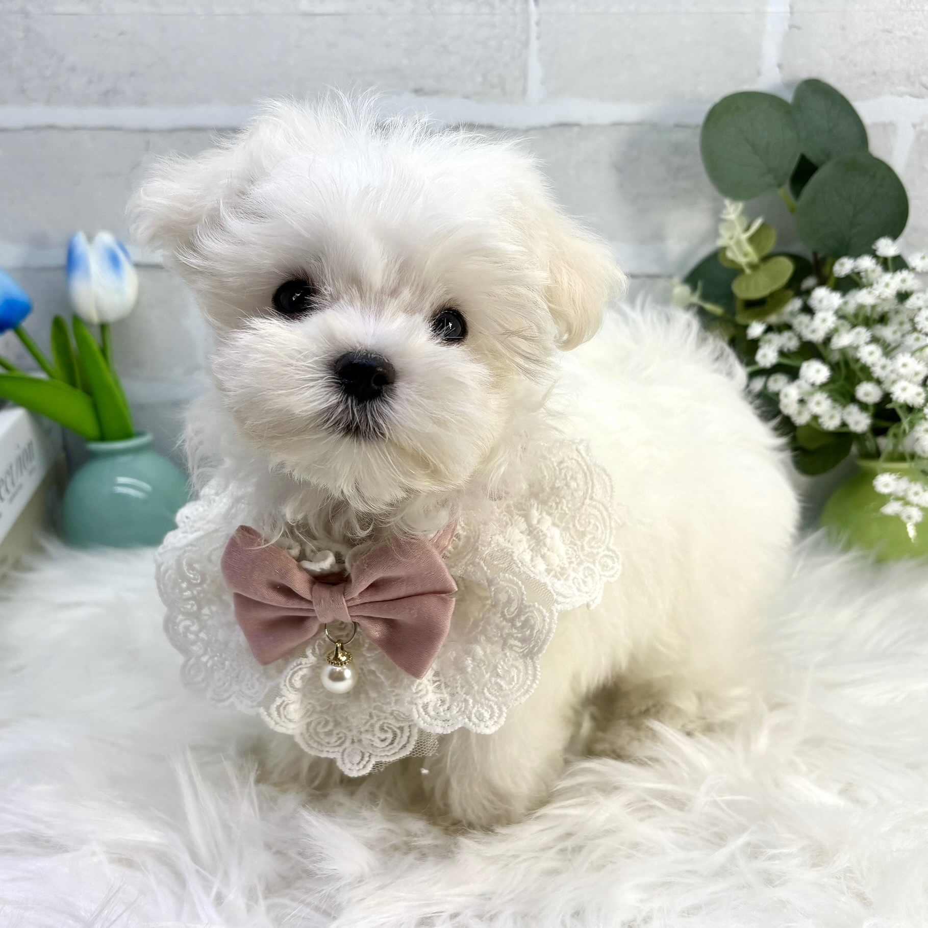 大阪府のマルチーズ (ペッツワン高槻店/2025年8月25日生まれ/女の子/ホワイト)の子犬の3枚目の画像