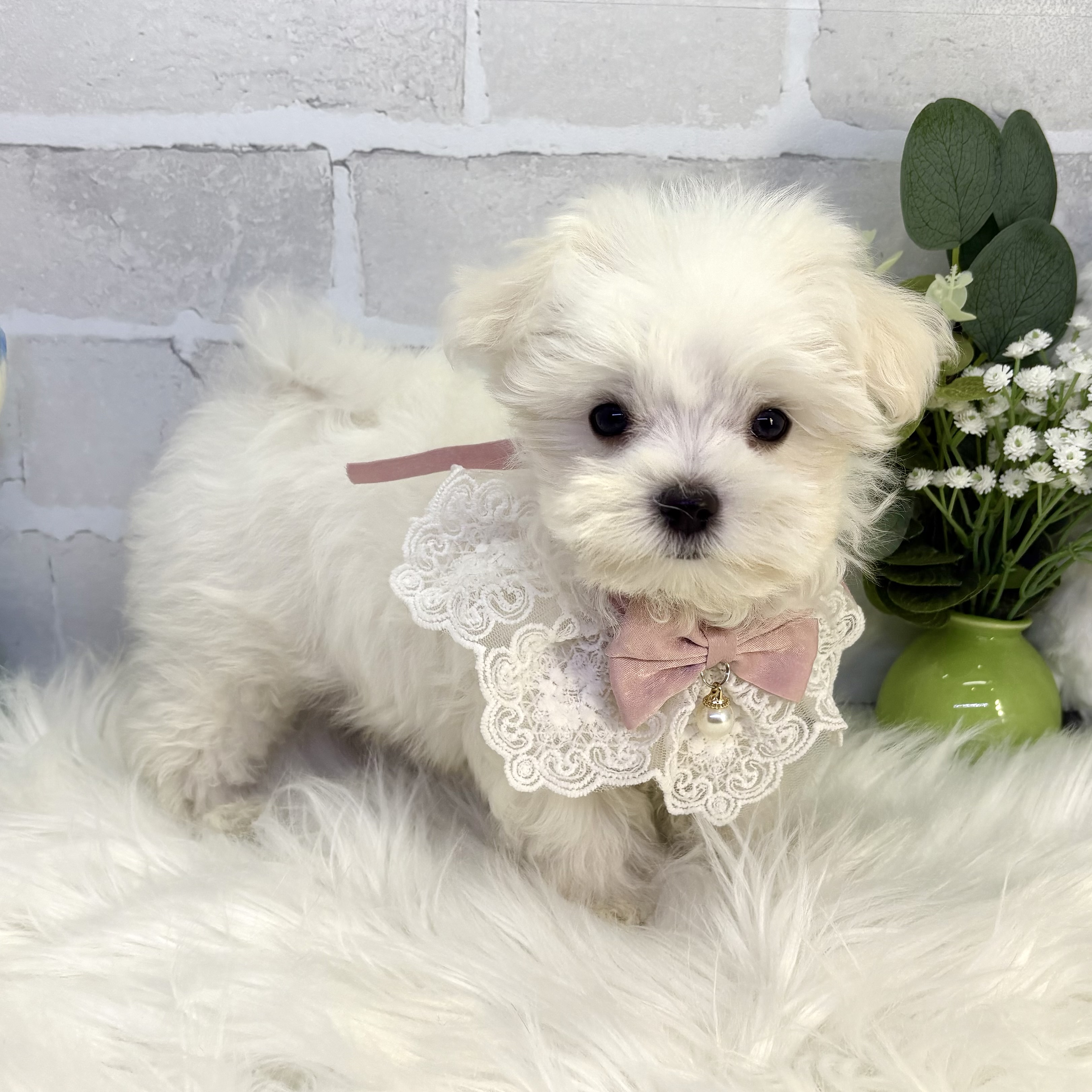 大阪府のマルチーズ (ペッツワン高槻店/2025年8月25日生まれ/女の子/ホワイト)の子犬の2枚目の画像