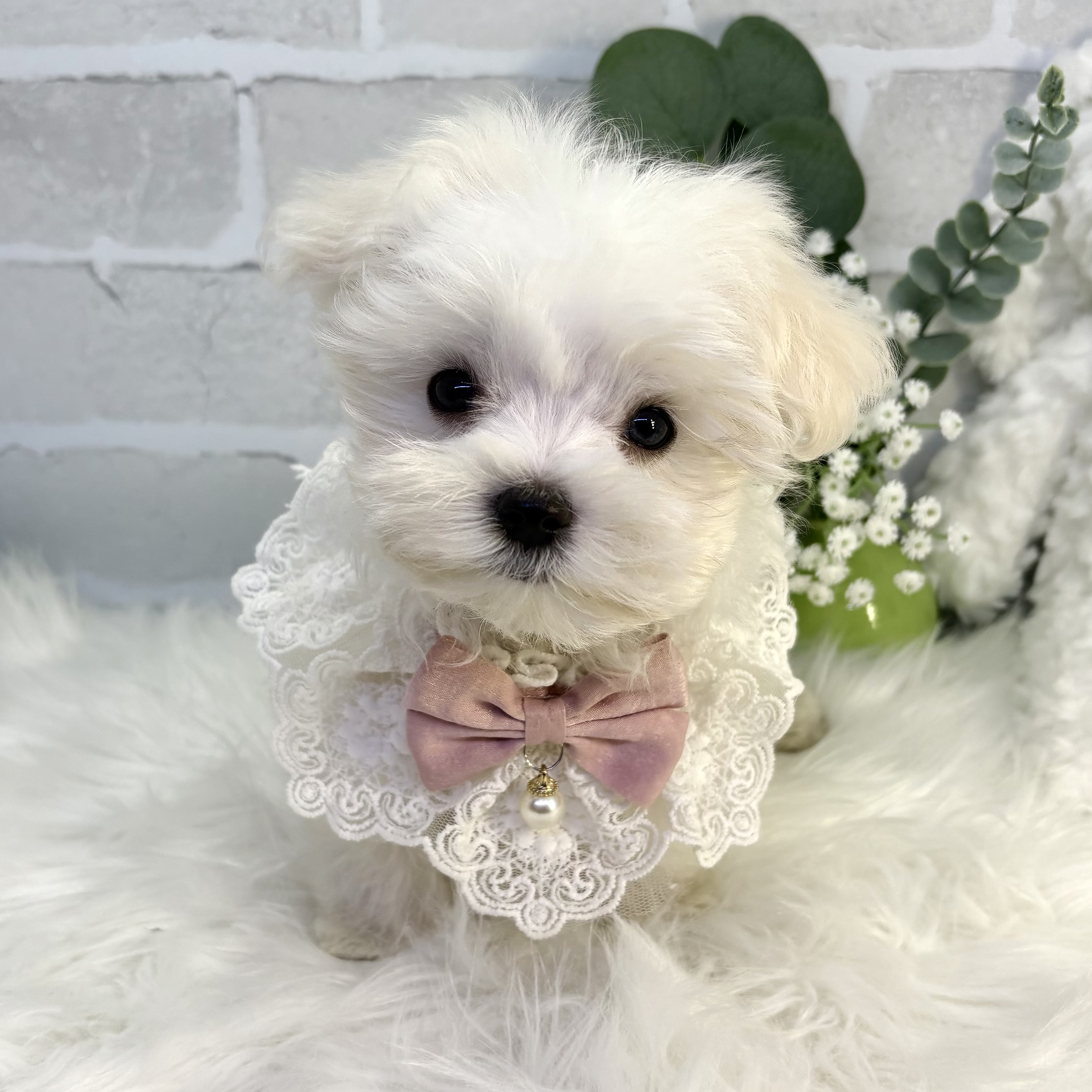 大阪府のマルチーズ (ペッツワン高槻店/2025年8月25日生まれ/女の子/ホワイト)の子犬の1枚目の画像