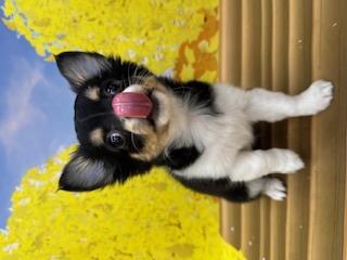 神奈川県のチワワ(ロング) (ペッツワン秦野店/2025年8月3日生まれ/女の子/ブラッククリームホワイト)の子犬の1枚目の画像