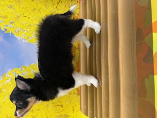 神奈川県のチワワ(ロング) (ペッツワン秦野店/2025年8月3日生まれ/女の子/ブラッククリームホワイト)の子犬の2枚目の画像