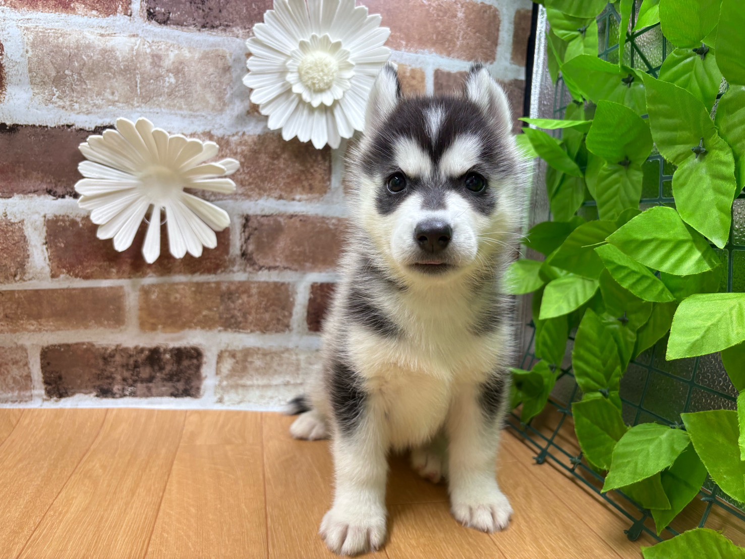 福島県のシベリアンハスキー (ペッツワン白河モール店/2025年9月5日生まれ/女の子/ブラックホワイト)の子犬の1枚目の画像