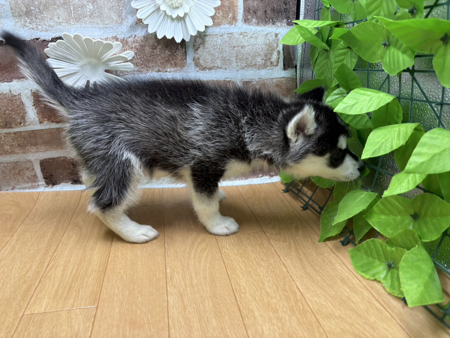 福島県のシベリアンハスキー (ペッツワン白河モール店/2025年9月5日生まれ/女の子/ブラックホワイト)の子犬の2枚目の画像