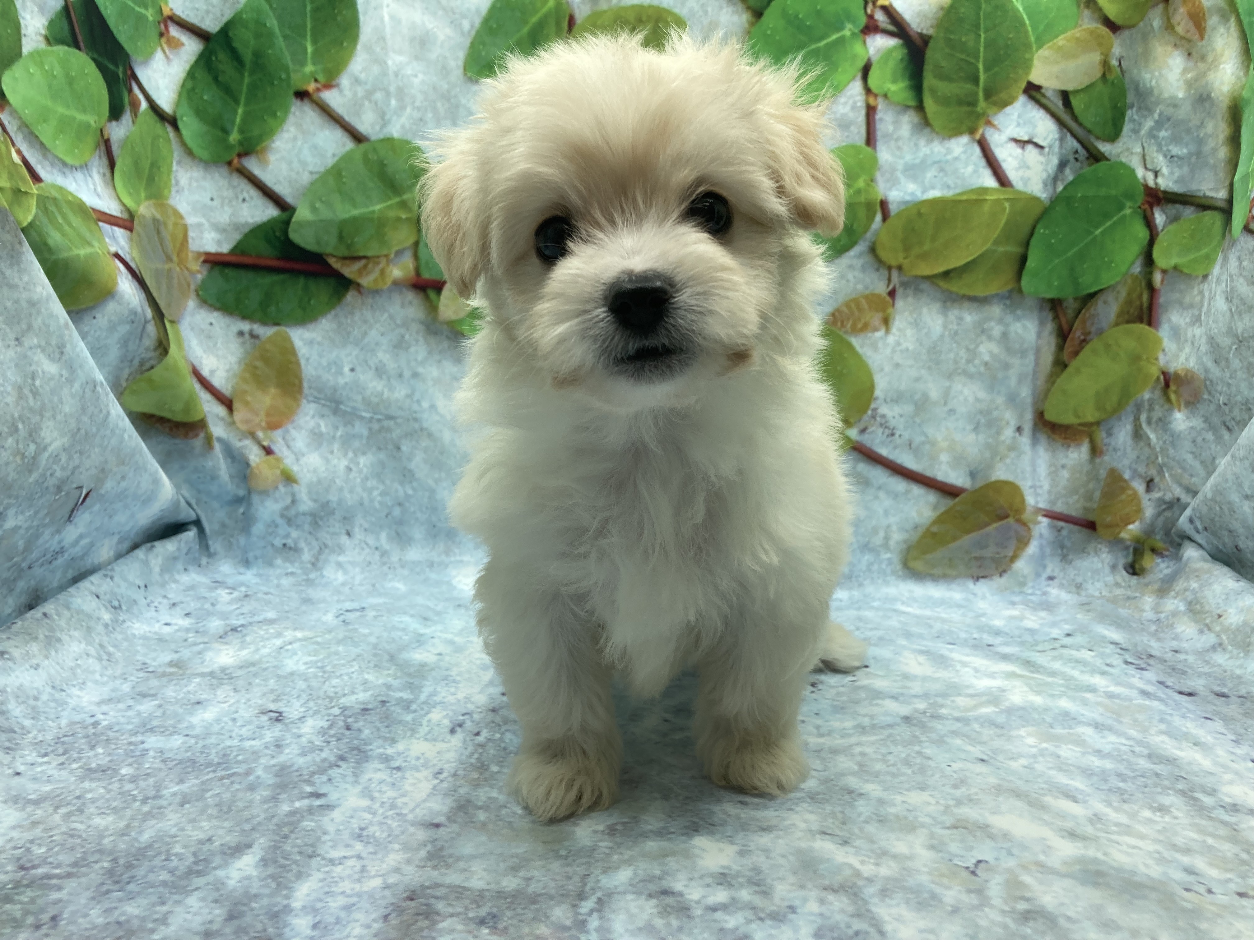 埼玉県のハーフ犬・ミックス犬 (ペッツワン北本店/2025年8月29日生まれ/女の子/アプリコット)の子犬の2枚目の画像