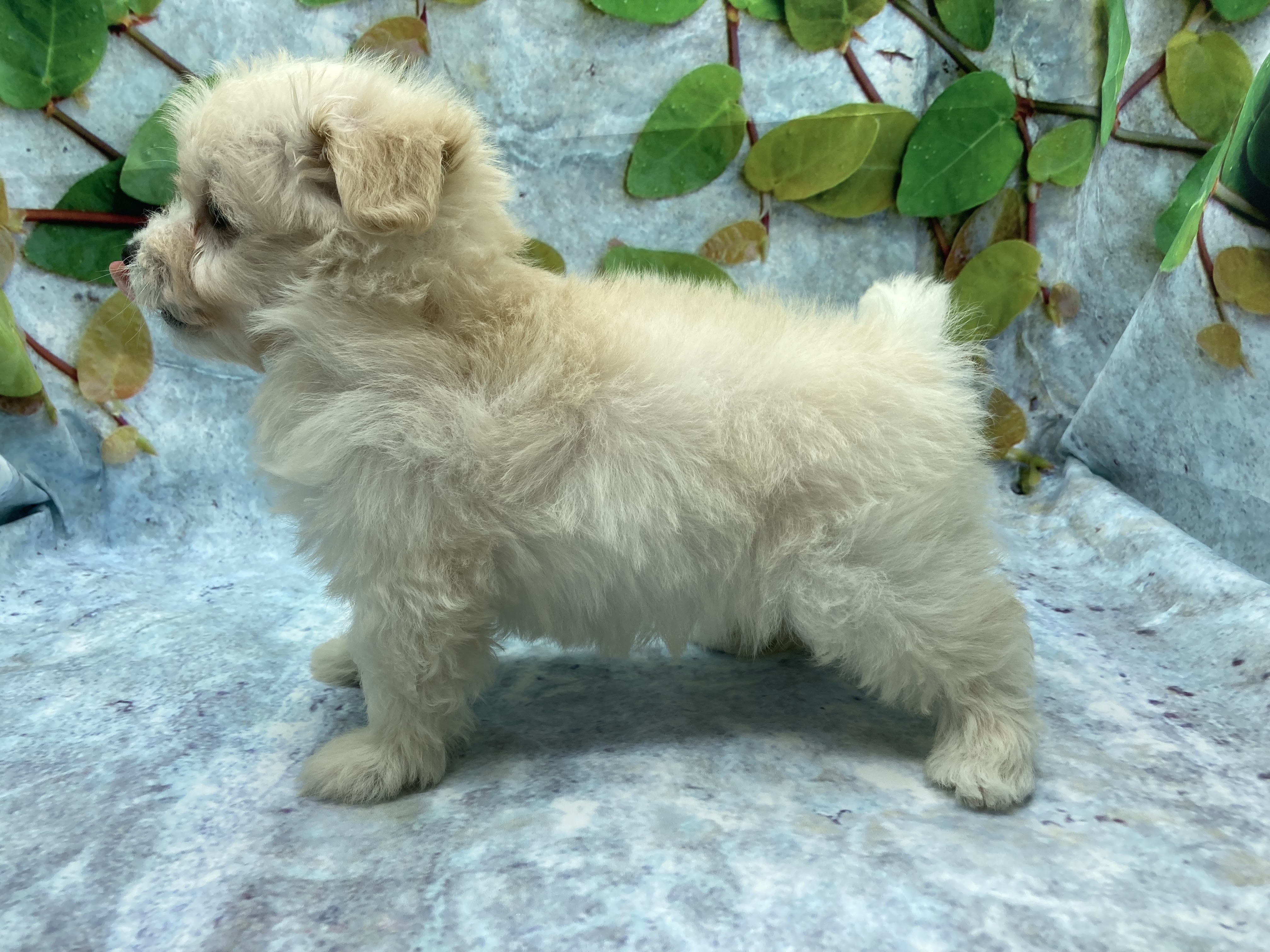 埼玉県のハーフ犬・ミックス犬 (ペッツワン北本店/2025年8月29日生まれ/女の子/アプリコット)の子犬の3枚目の画像