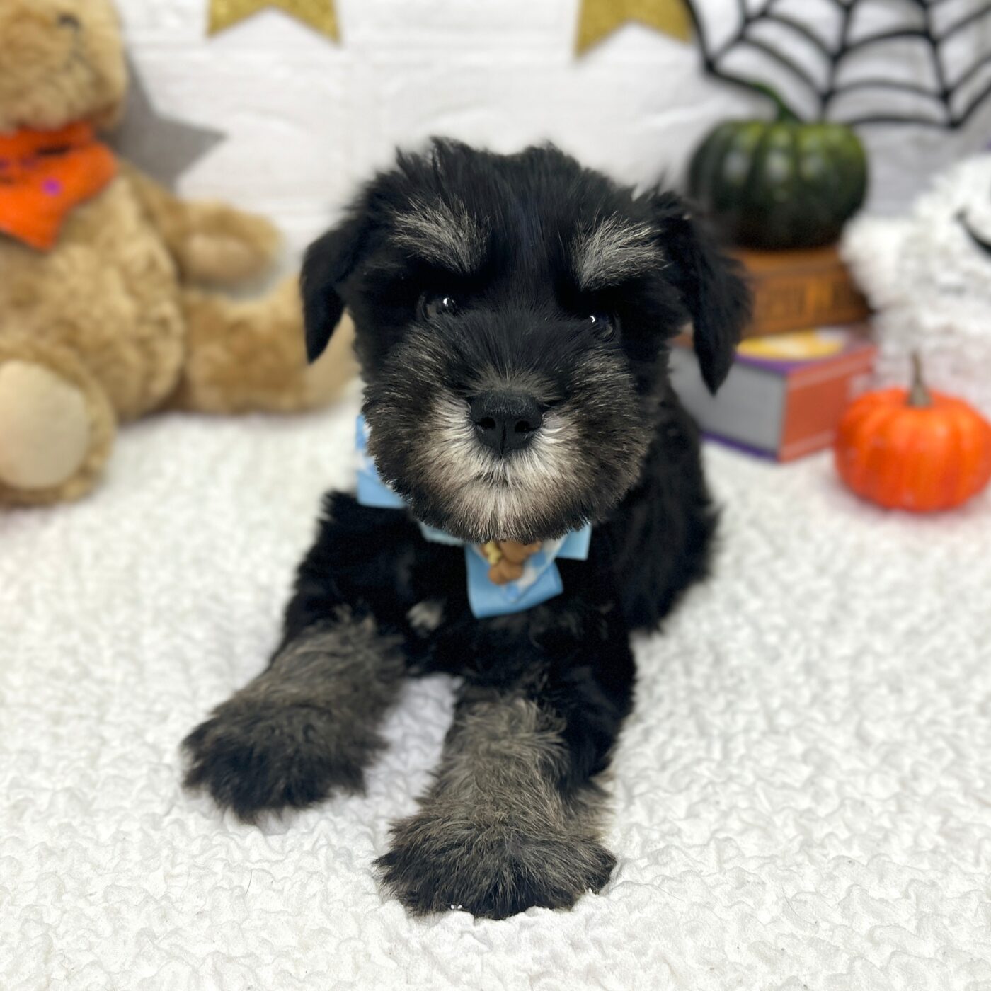 大阪府のミニチュアシュナウザー (ペッツワン東大阪店/2025年8月17日生まれ/男の子/ブラックシルバー)の子犬の2枚目の画像