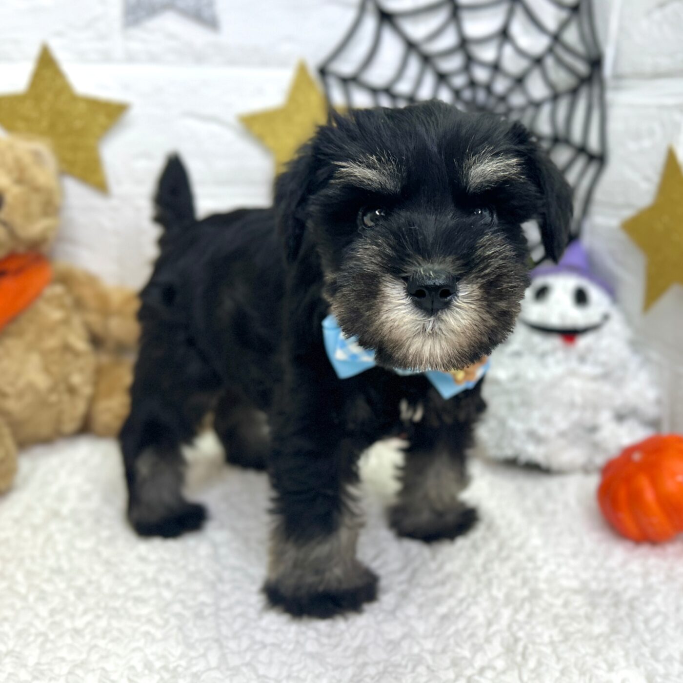 大阪府のミニチュアシュナウザー (ペッツワン東大阪店/2025年8月17日生まれ/男の子/ブラックシルバー)の子犬の3枚目の画像