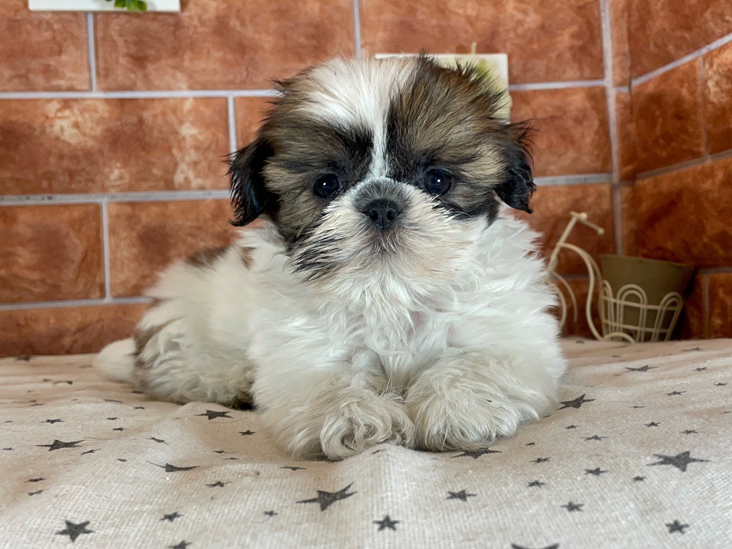 栃木県のシーズー (ペッツワン今市店/2025年9月12日生まれ/女の子/ホワイトゴールド)の子犬