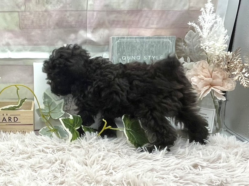 静岡県のトイプードル(トイ) (ペッツワン掛川店/2025年8月10日生まれ/男の子/ブラック)の子犬の3枚目の画像