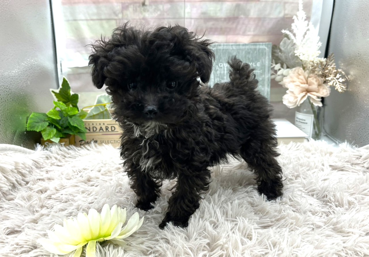 静岡県のトイプードル(トイ) (ペッツワン掛川店/2025年8月10日生まれ/男の子/ブラック)の子犬の1枚目の画像