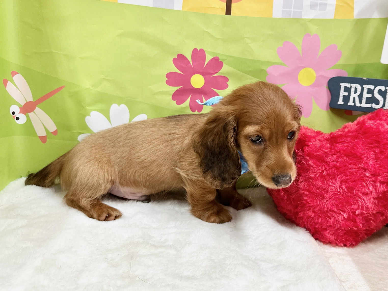 兵庫県のミニチュアダックスフンド(ロング) (ペッツワン神戸深江浜店/2025年9月3日生まれ/男の子/レッド)の子犬の3枚目の画像